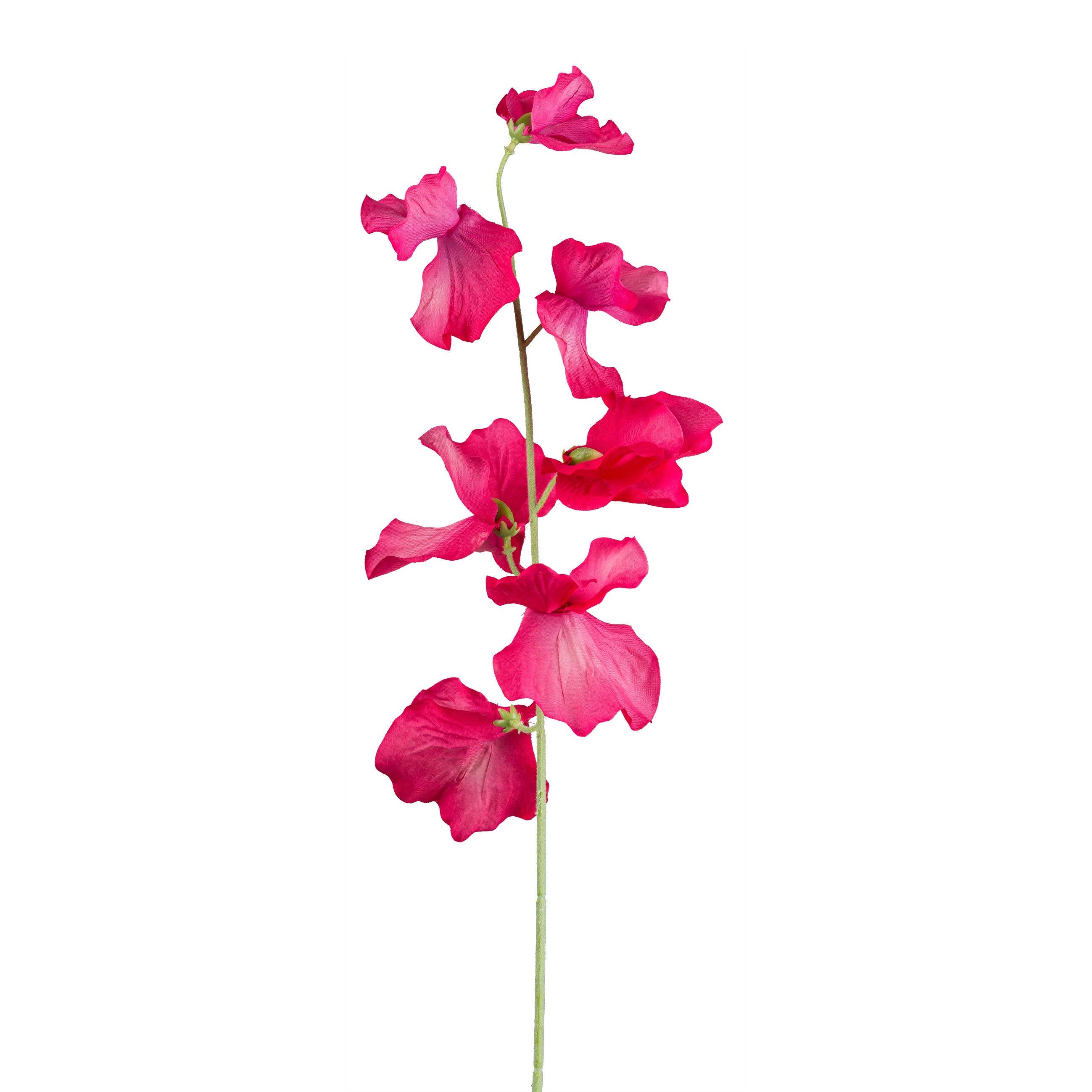 Dark Pink Sweet Pea Stem