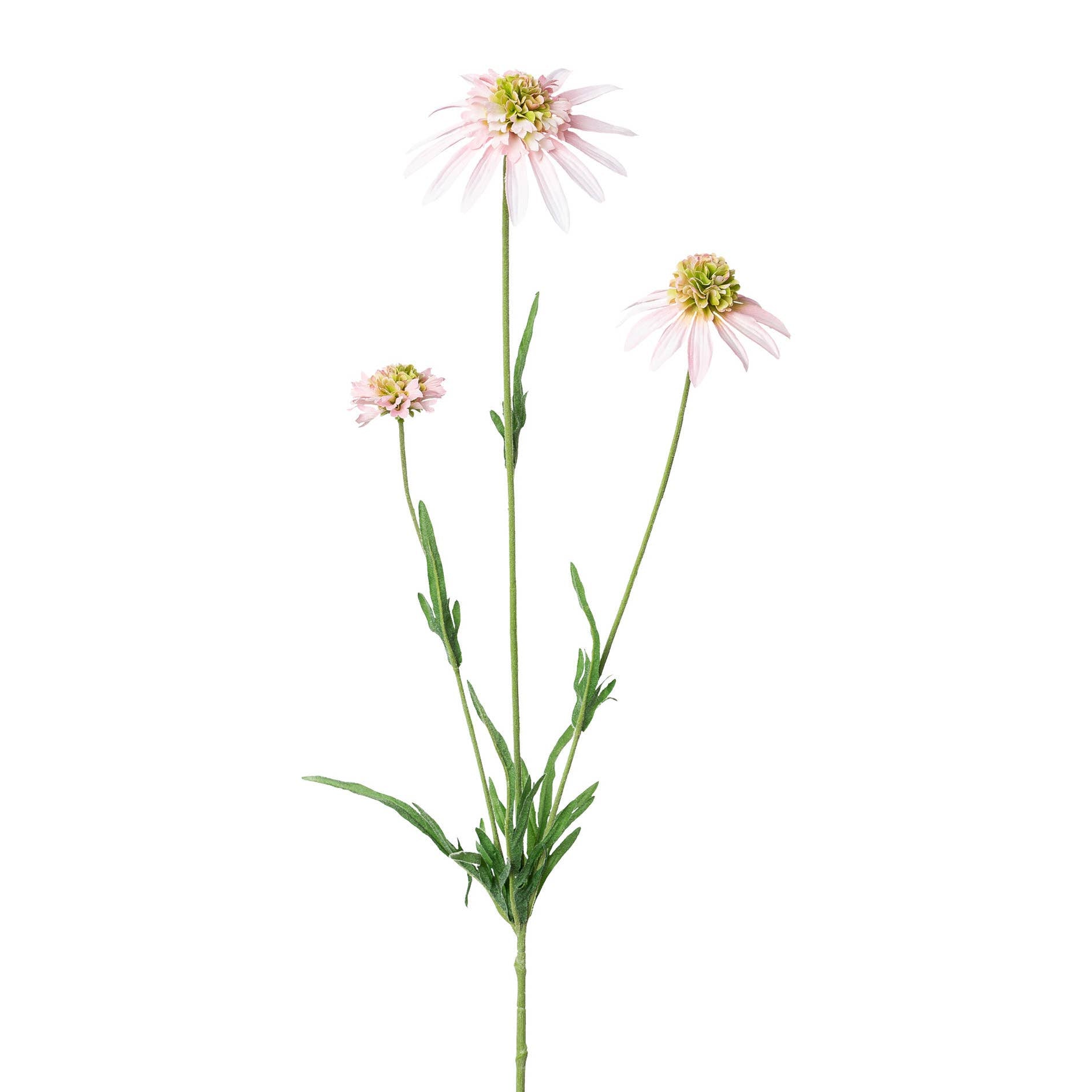 Pink Echinacea Stem