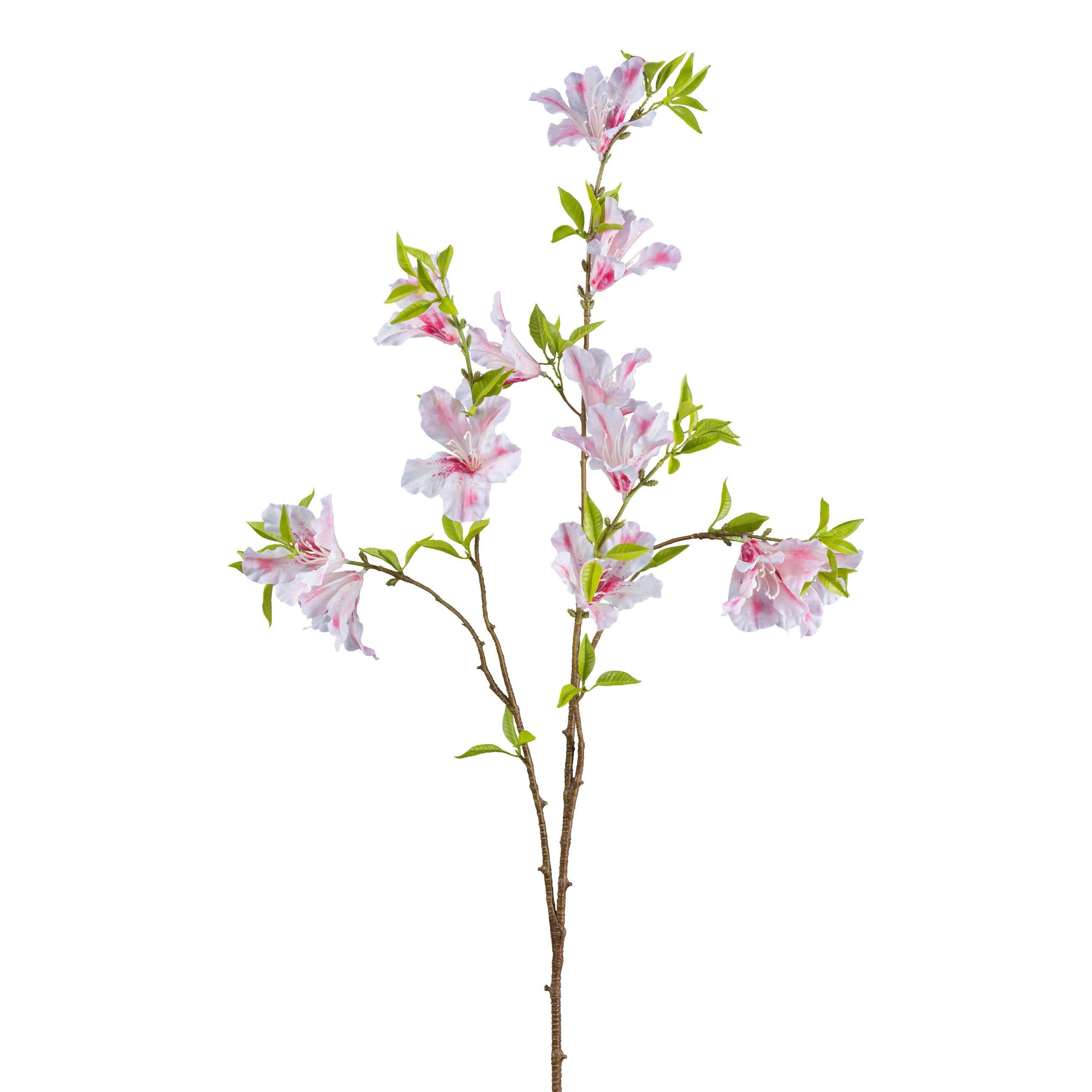 Rhododendron Stem
