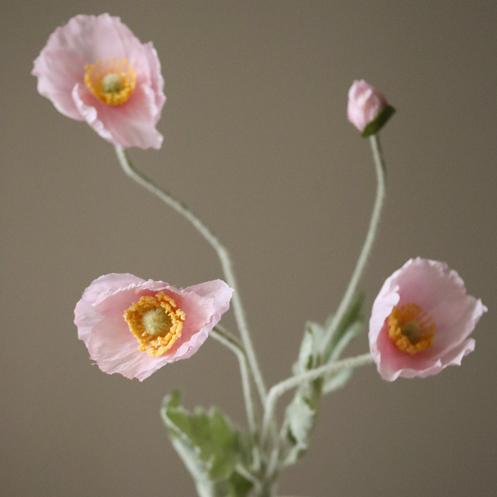 Light Pink Poppy Flower Stem