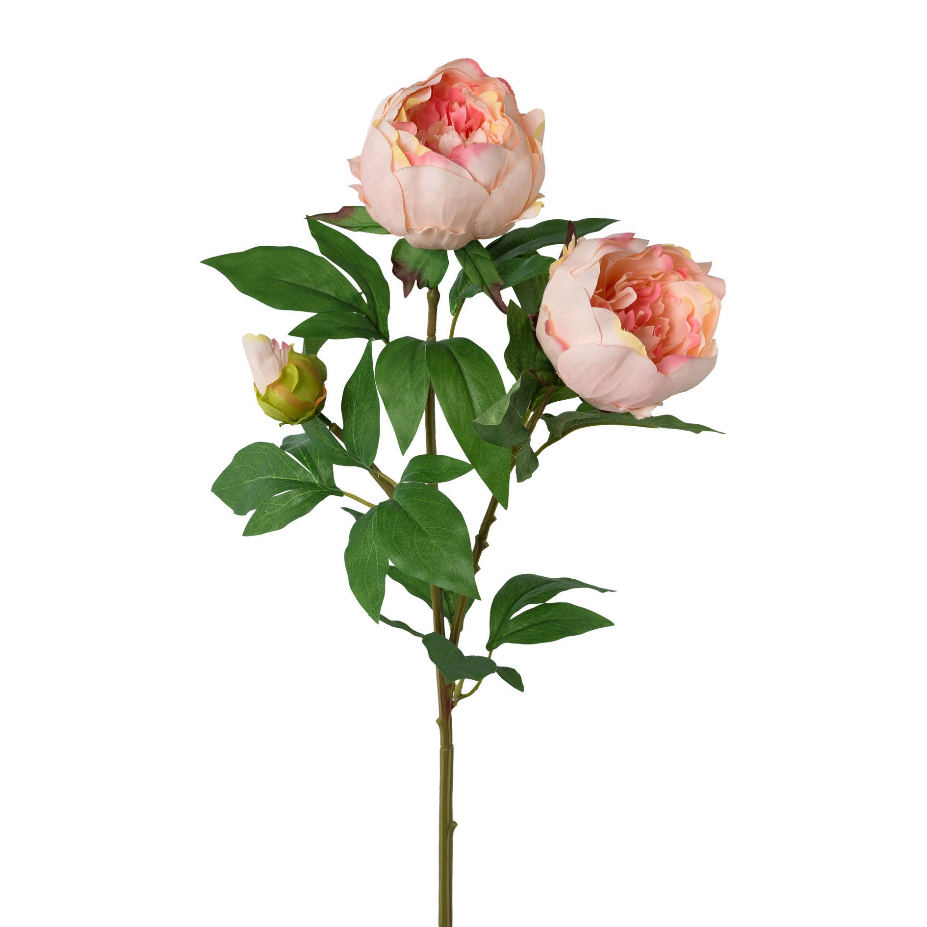 Salmon Peony Stem - Double Flower