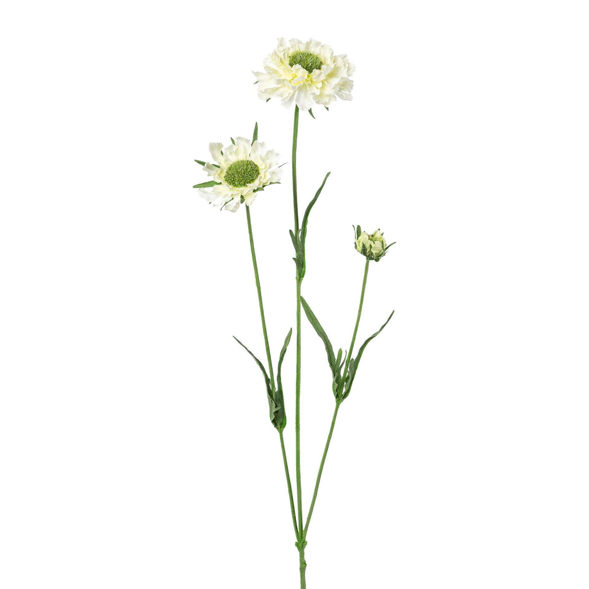 White Scabiosa Stem