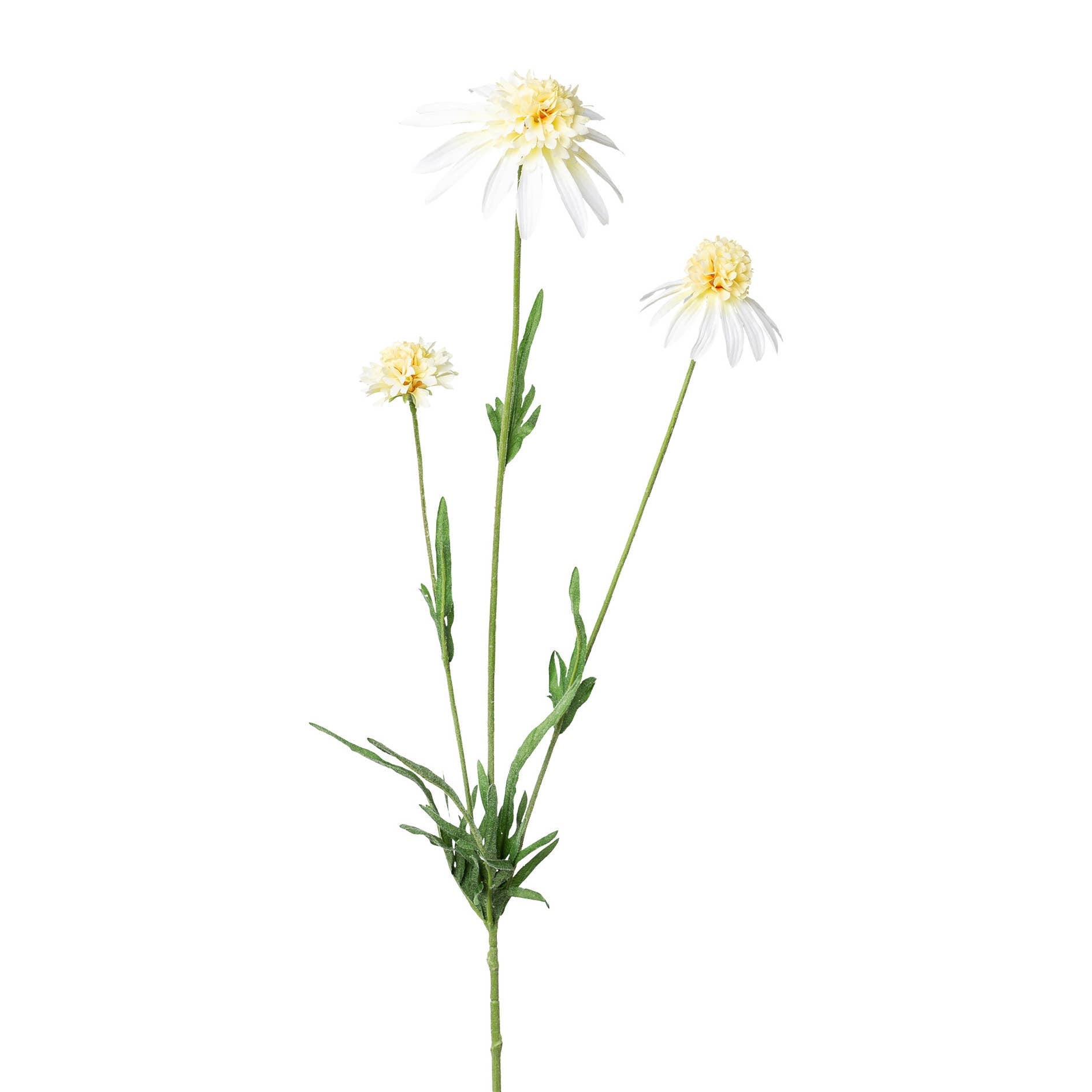 Cream Echinacea Stem