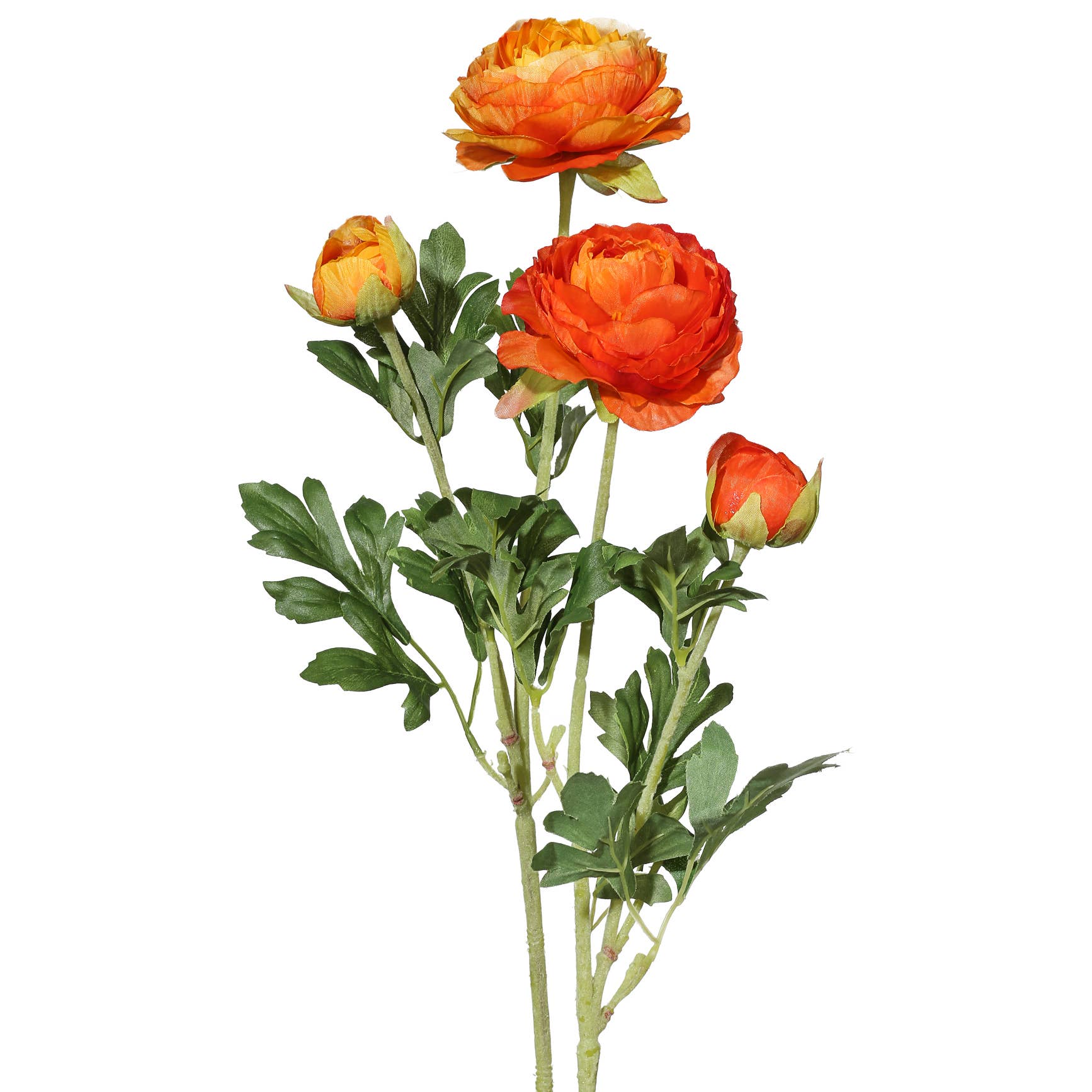 Light & Dark Orange Ranunculus Bunch
