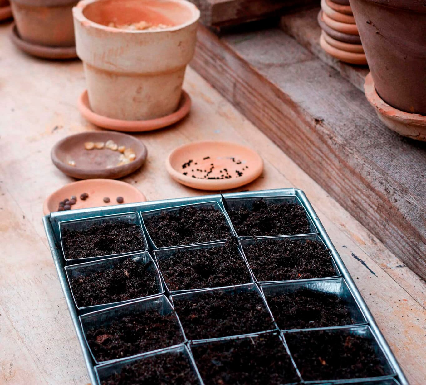 Seedling tray with soil on a wooden surface with terracotta pots in the background
