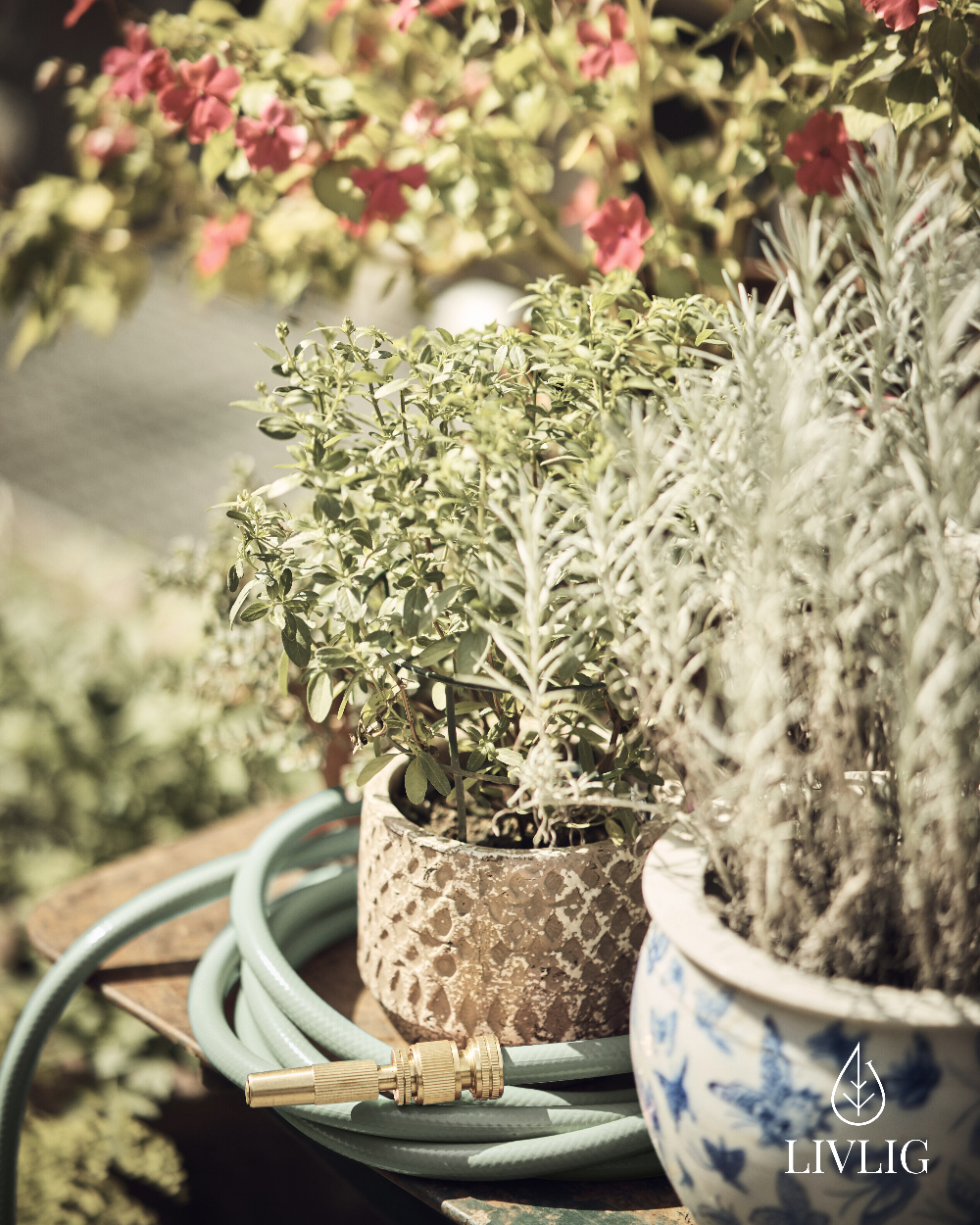 Potted plants on a table with a hose, surrounded by flowers in the background