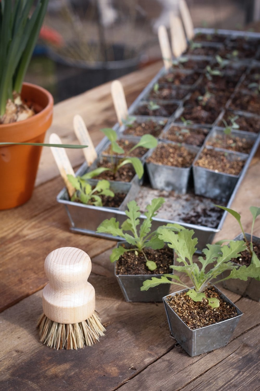 Small potted plants and gardening tools on a wooden surface