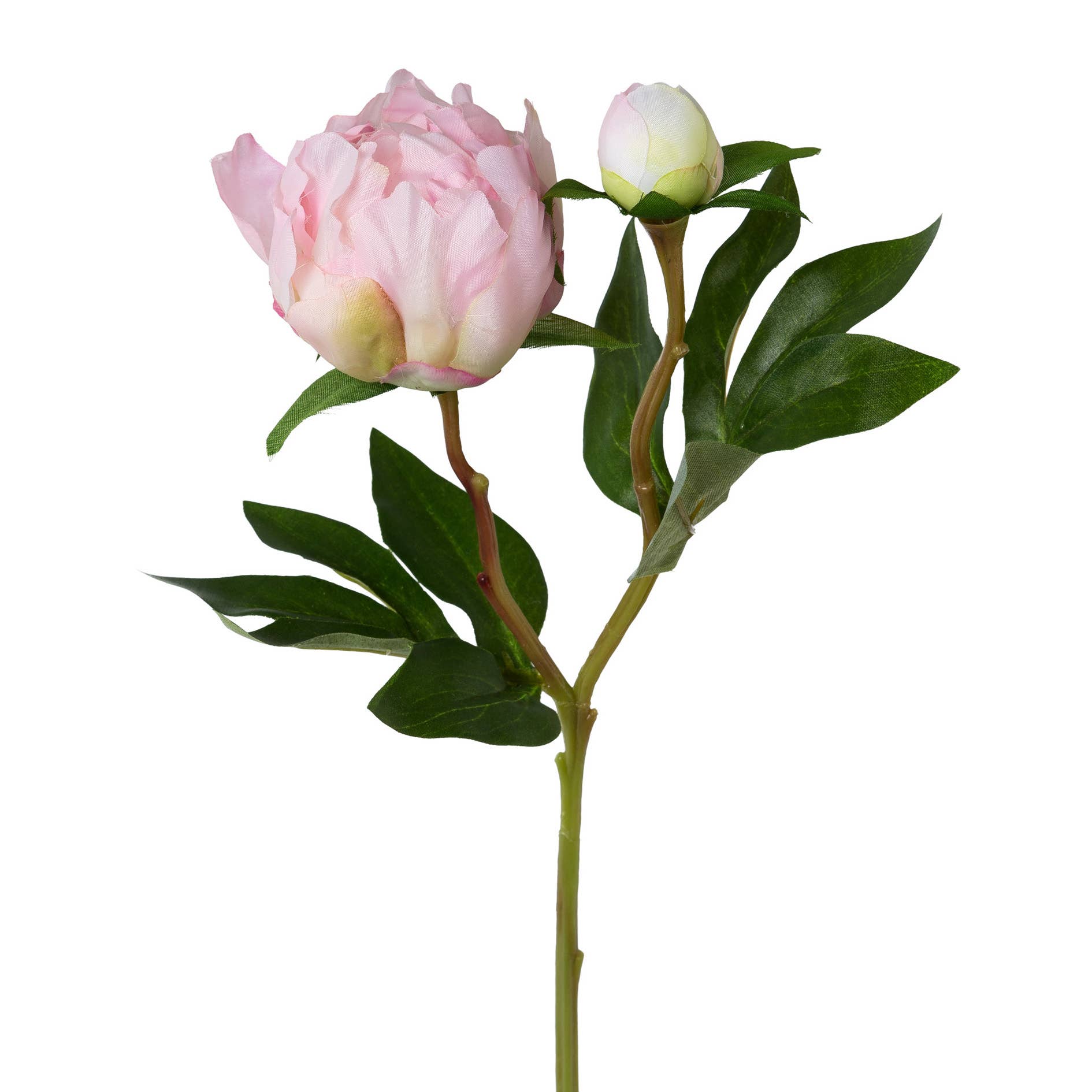 Pink Peony Stem