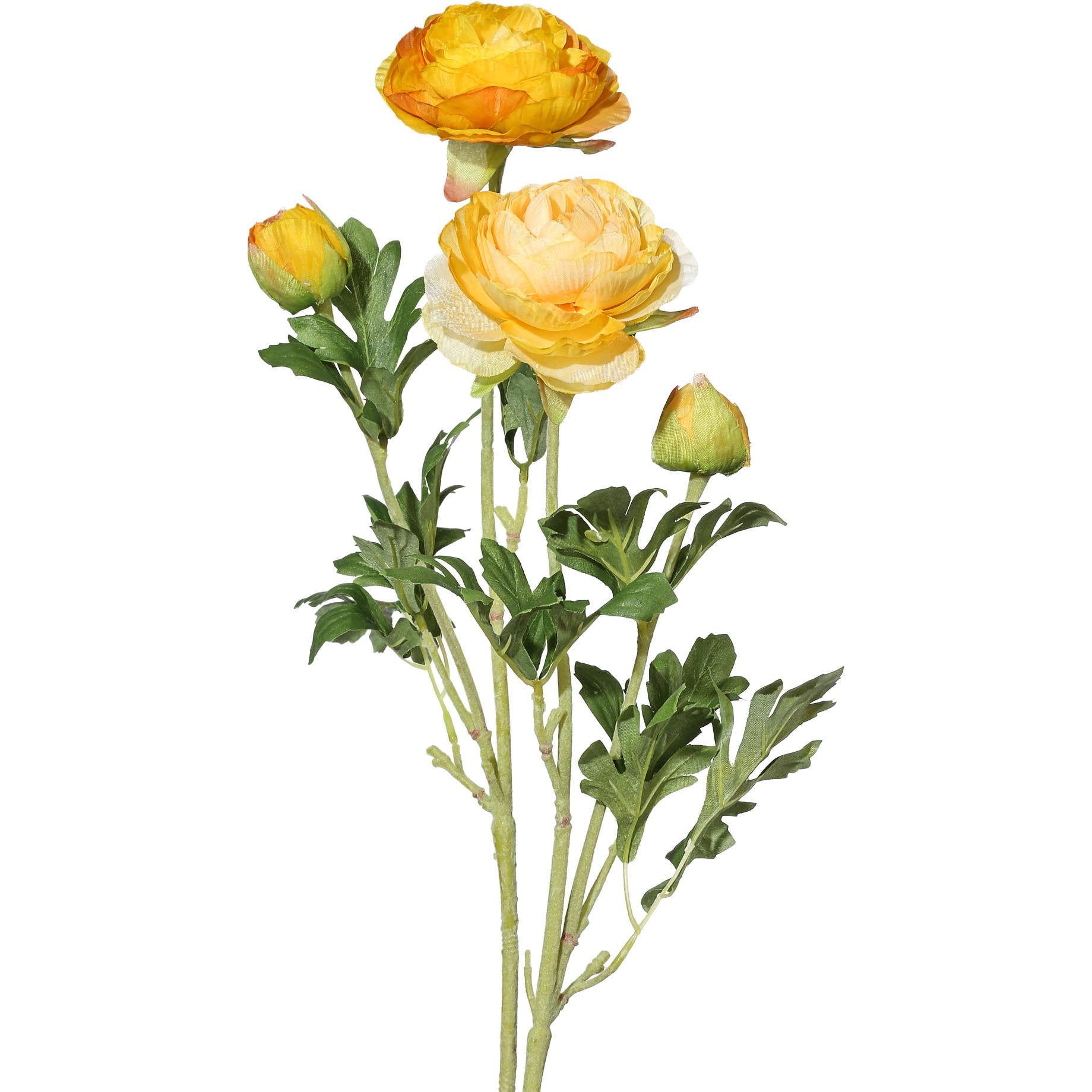 Light & Dark Yellow Ranunculus Bunch