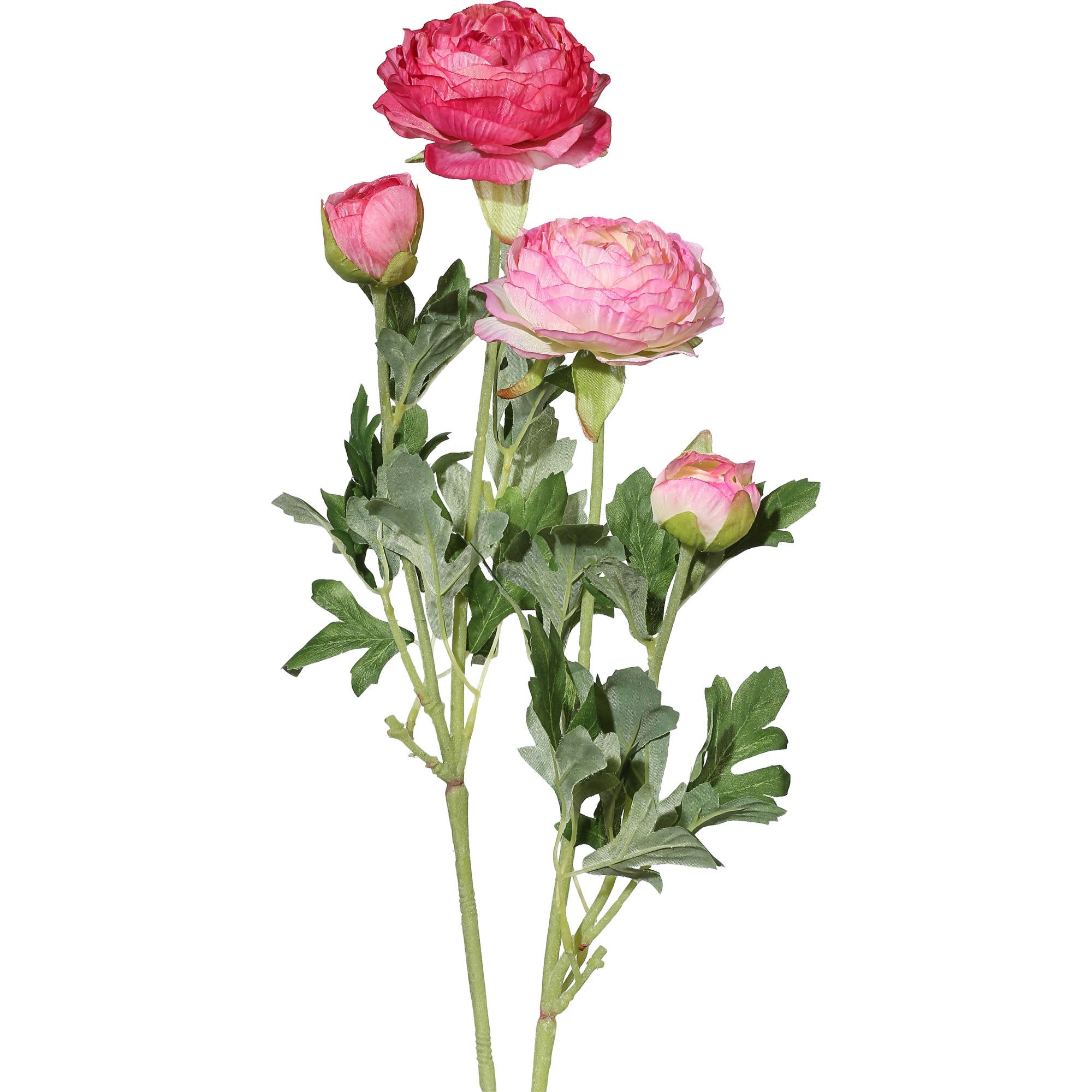 Light & Dark Pink Ranunculus Bunch
