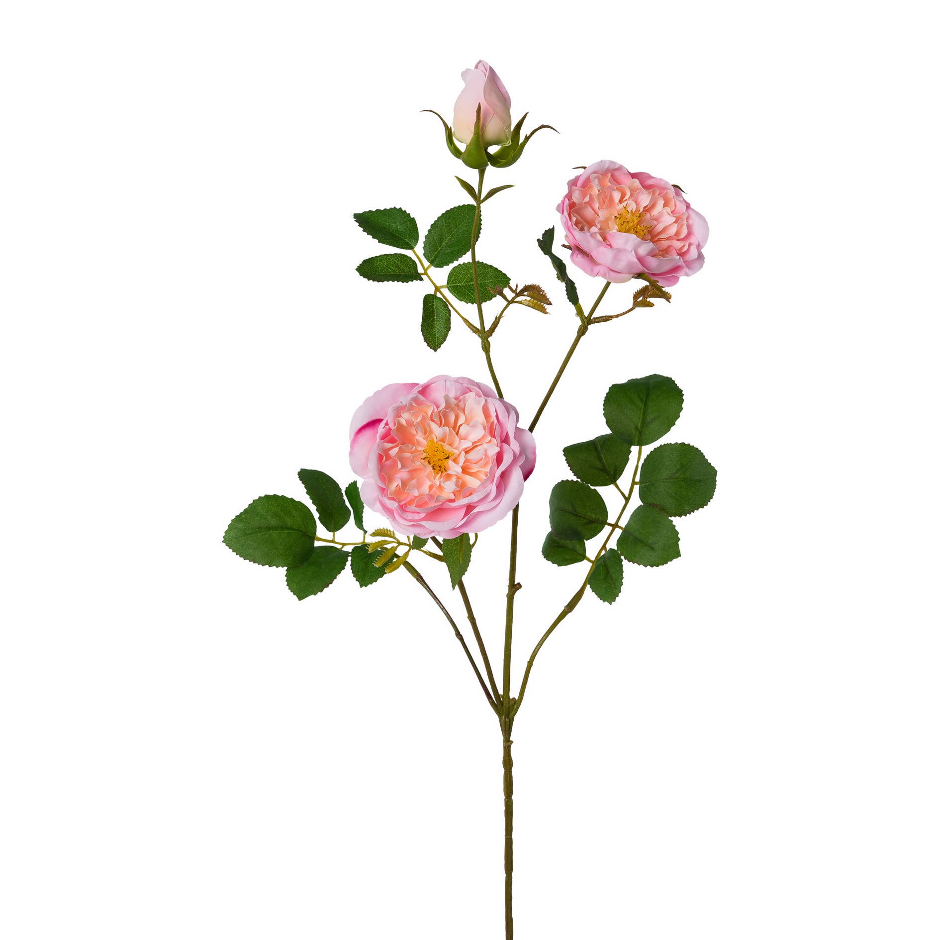 Pink Rose branch