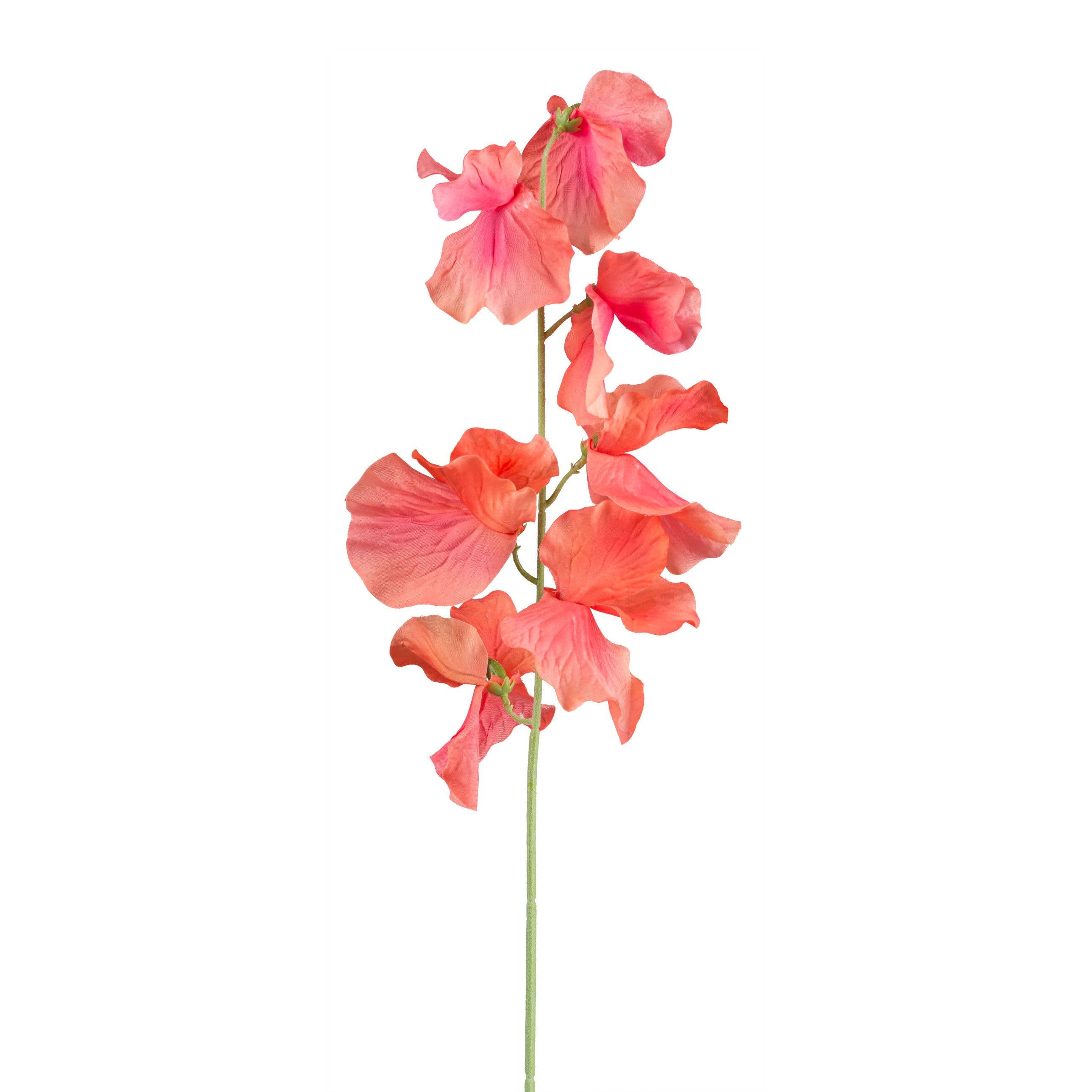 Salmon Sweet Pea Stem