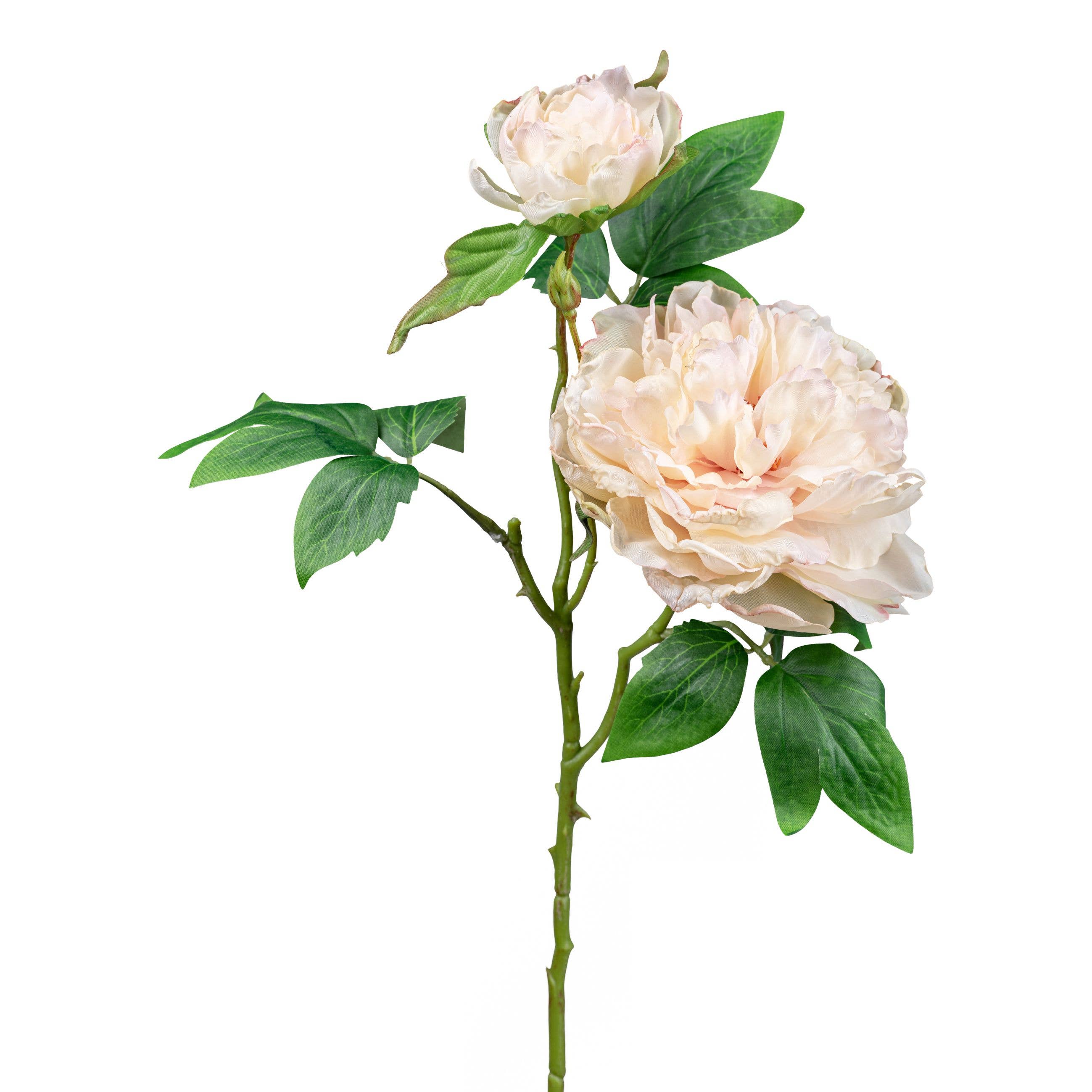 Champagne Peony Stem - Double Flower