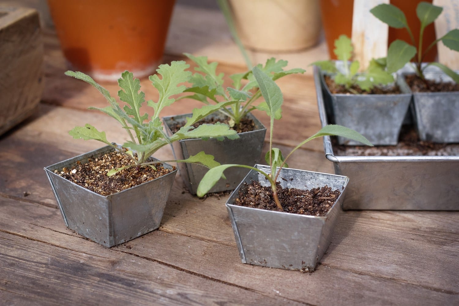 Small potted plants in metal containers on a wooden surface