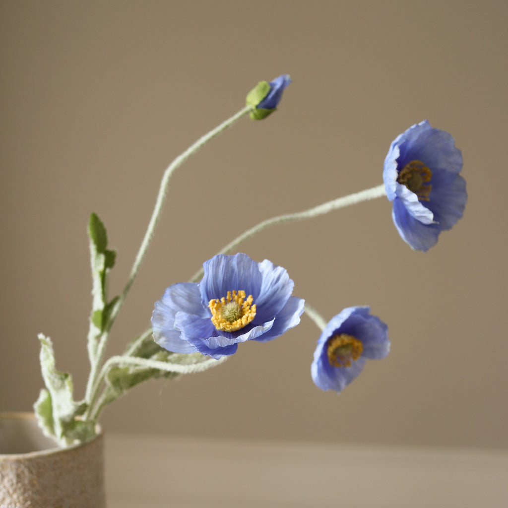 Himalayan Blue Poppy Flower Stem