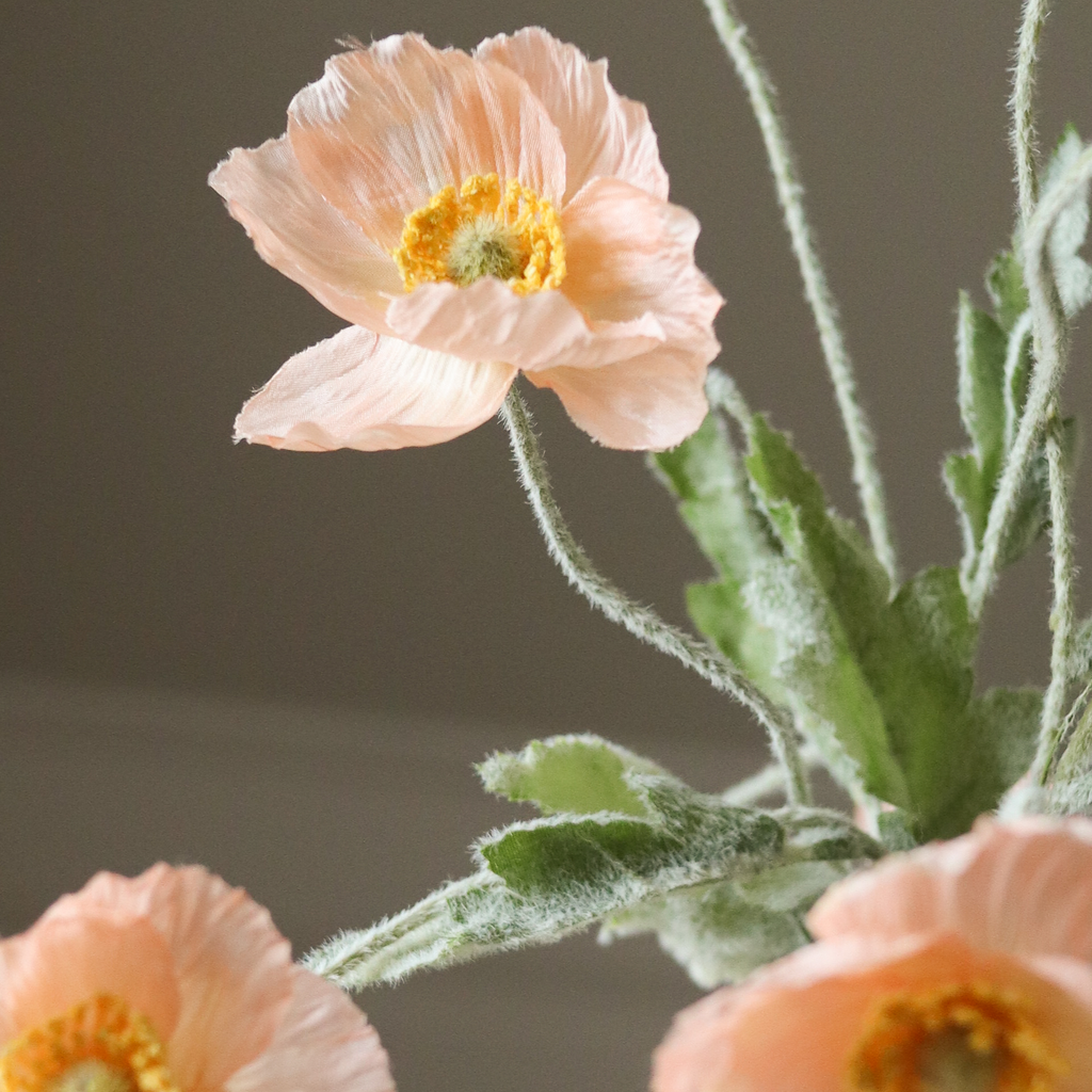 Coral Poppy Flower Stem