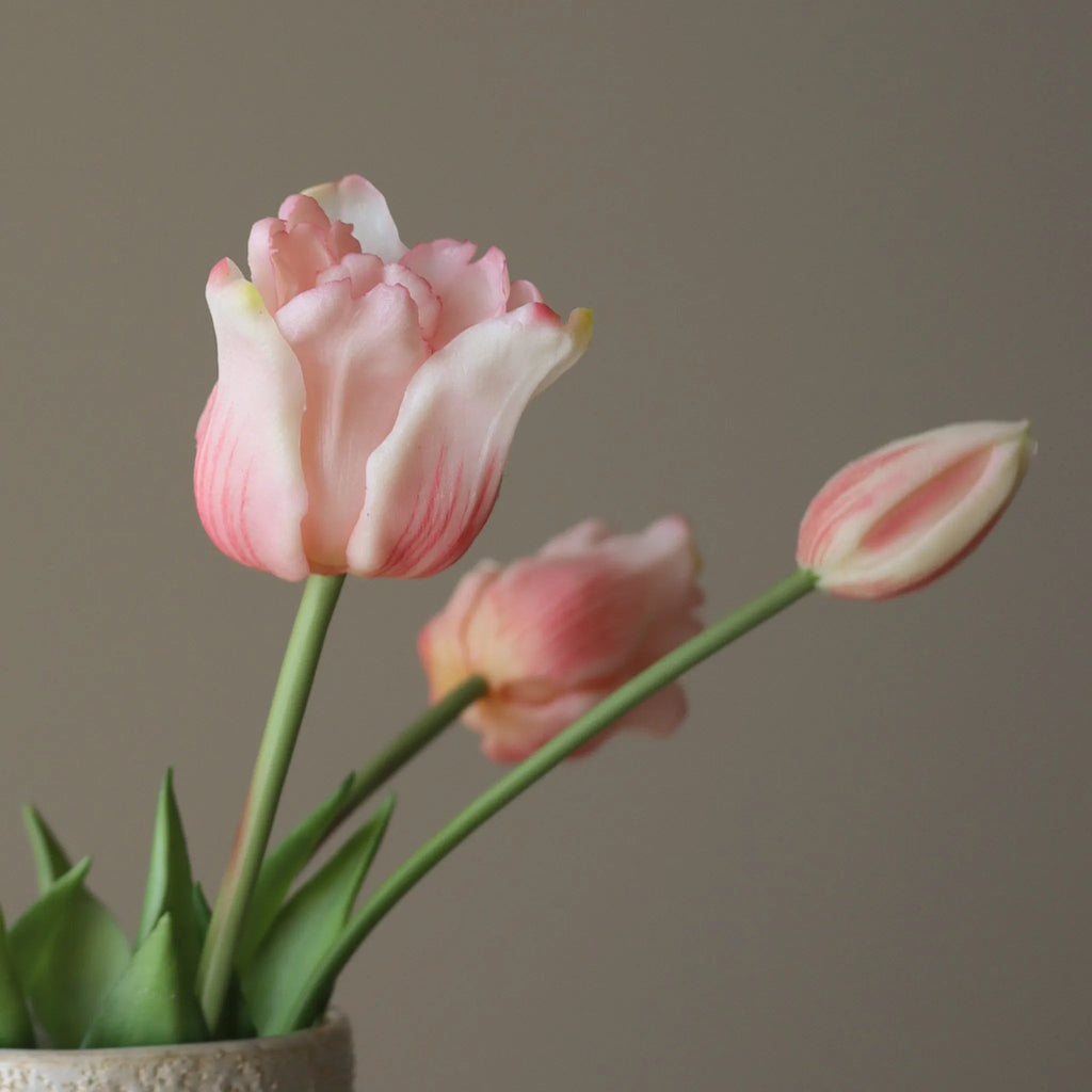 Light Pink Triumph Tulips Bouquet