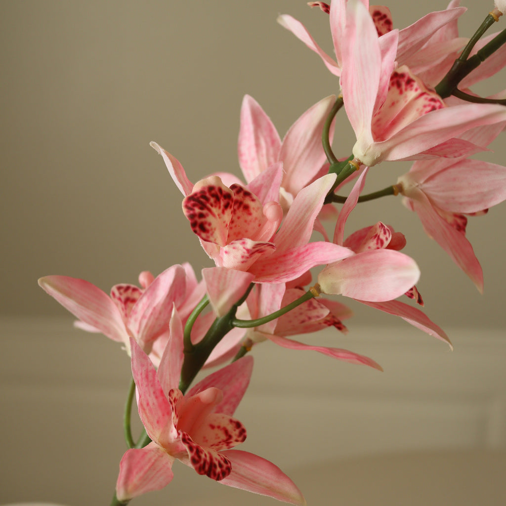 Pink Cymbidium Iridioides Orchid Flower Stem