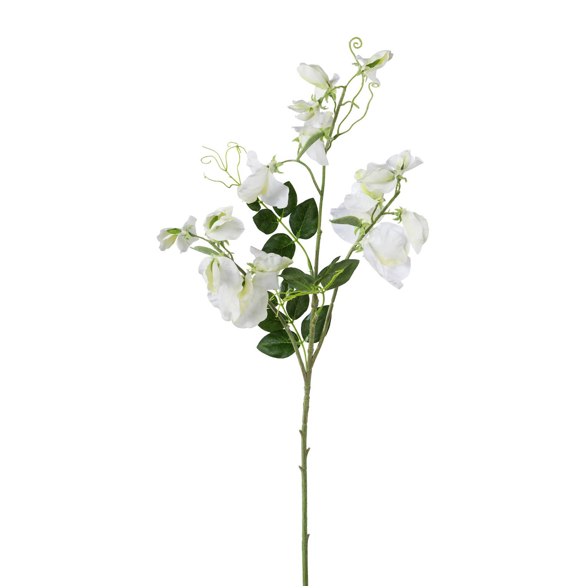 White Wisteria Branch