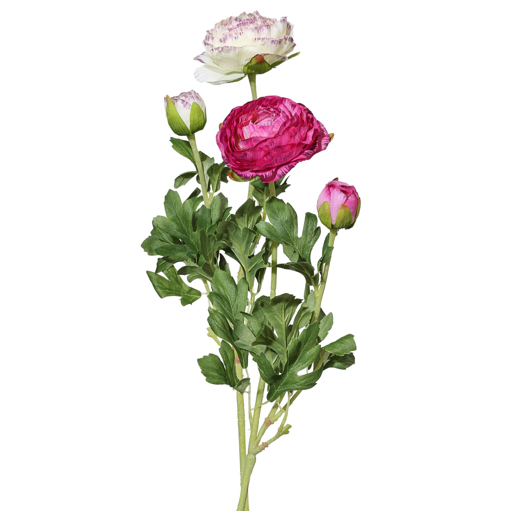 Light & Dark Purple Picotee Ranunculus Bunch