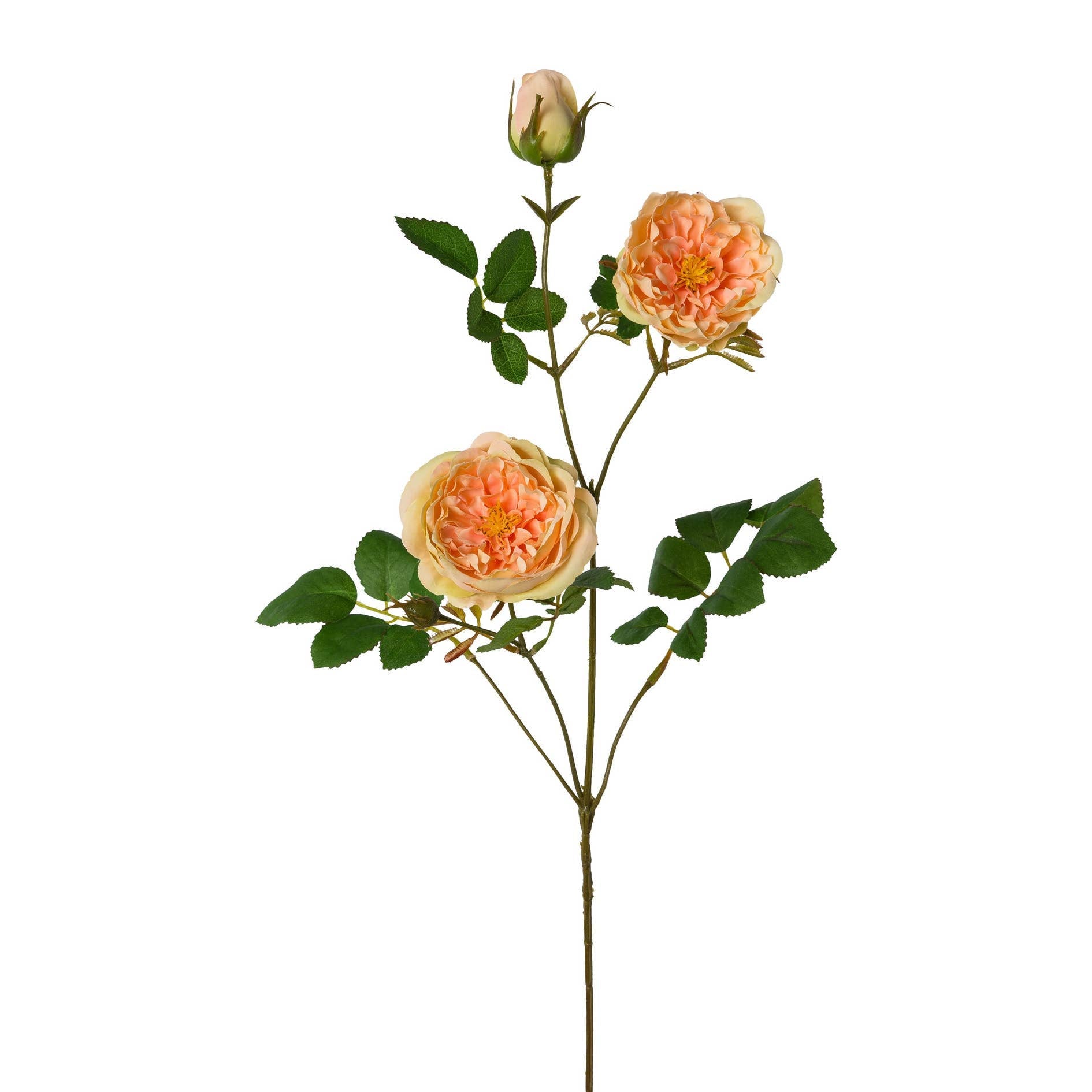 Apricot Rose Branch