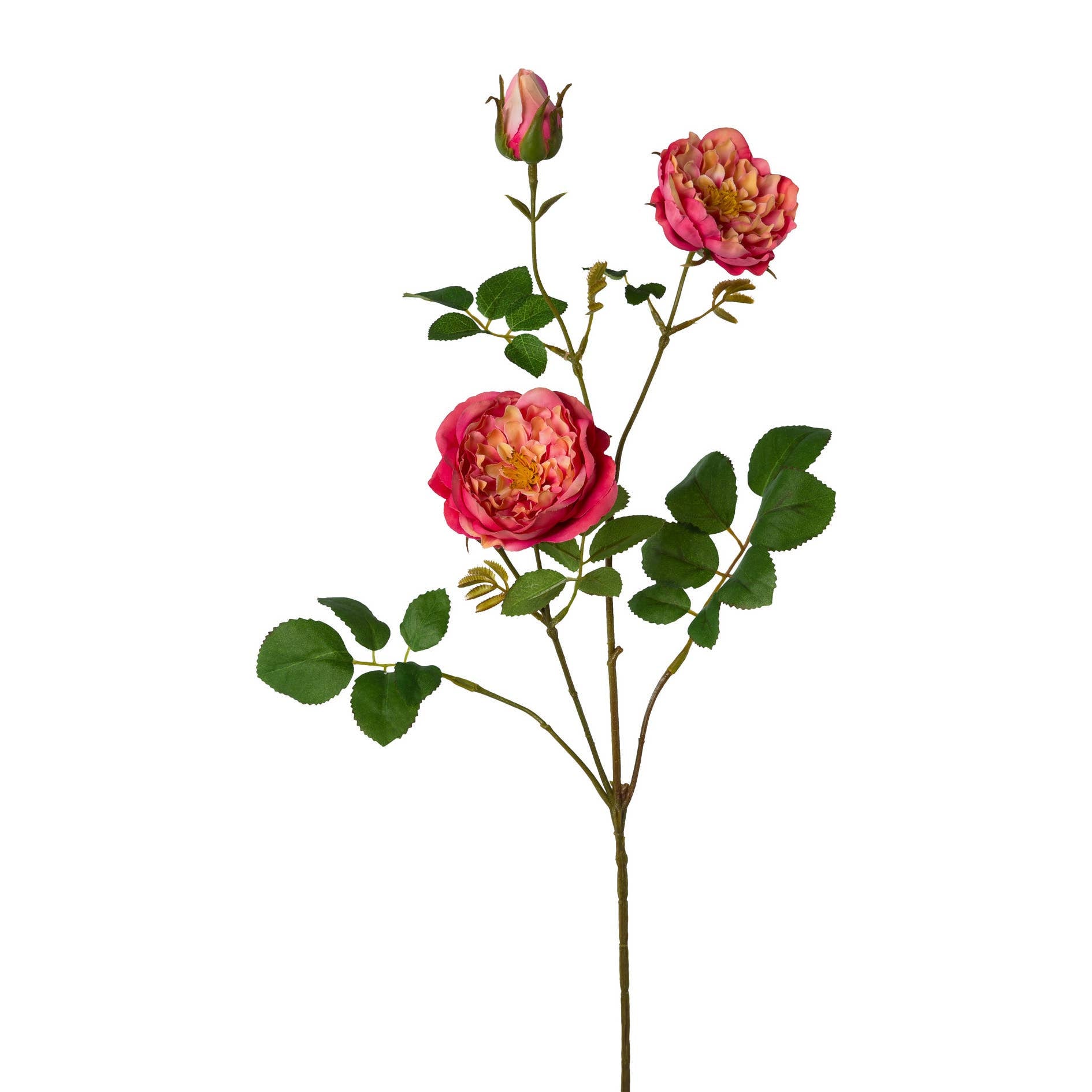 Coral Rose branch