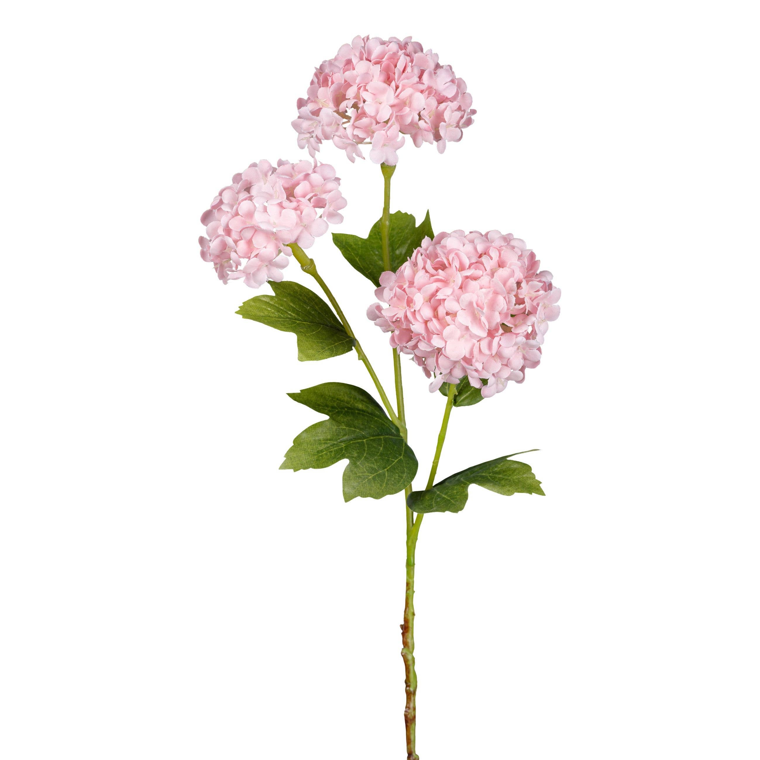 Pink Snowball Viburnum Branch