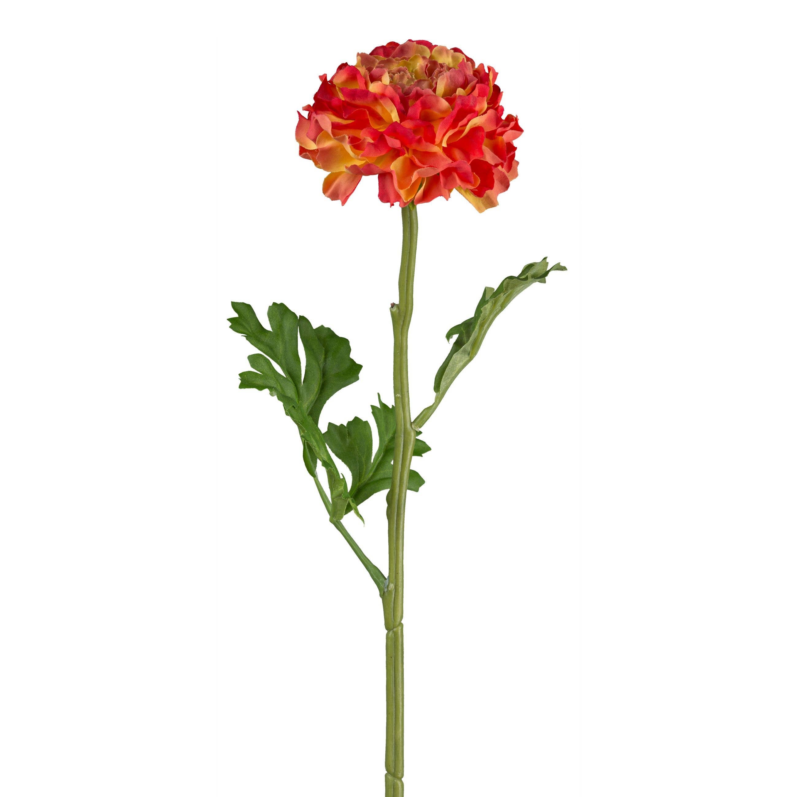 Orange Ranunculus Stem