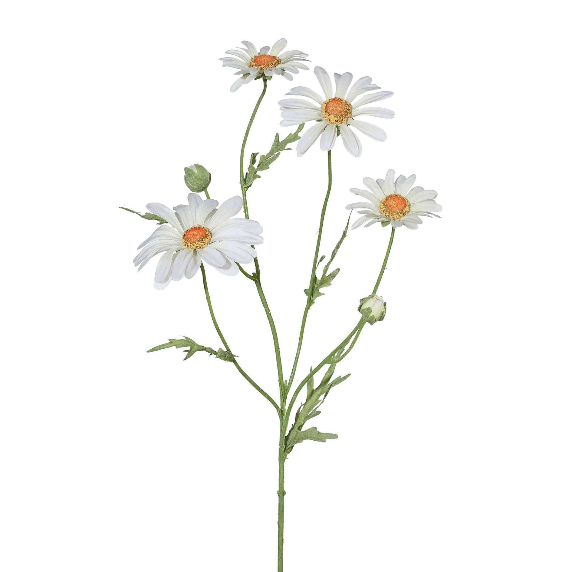 White Marguerite Stem