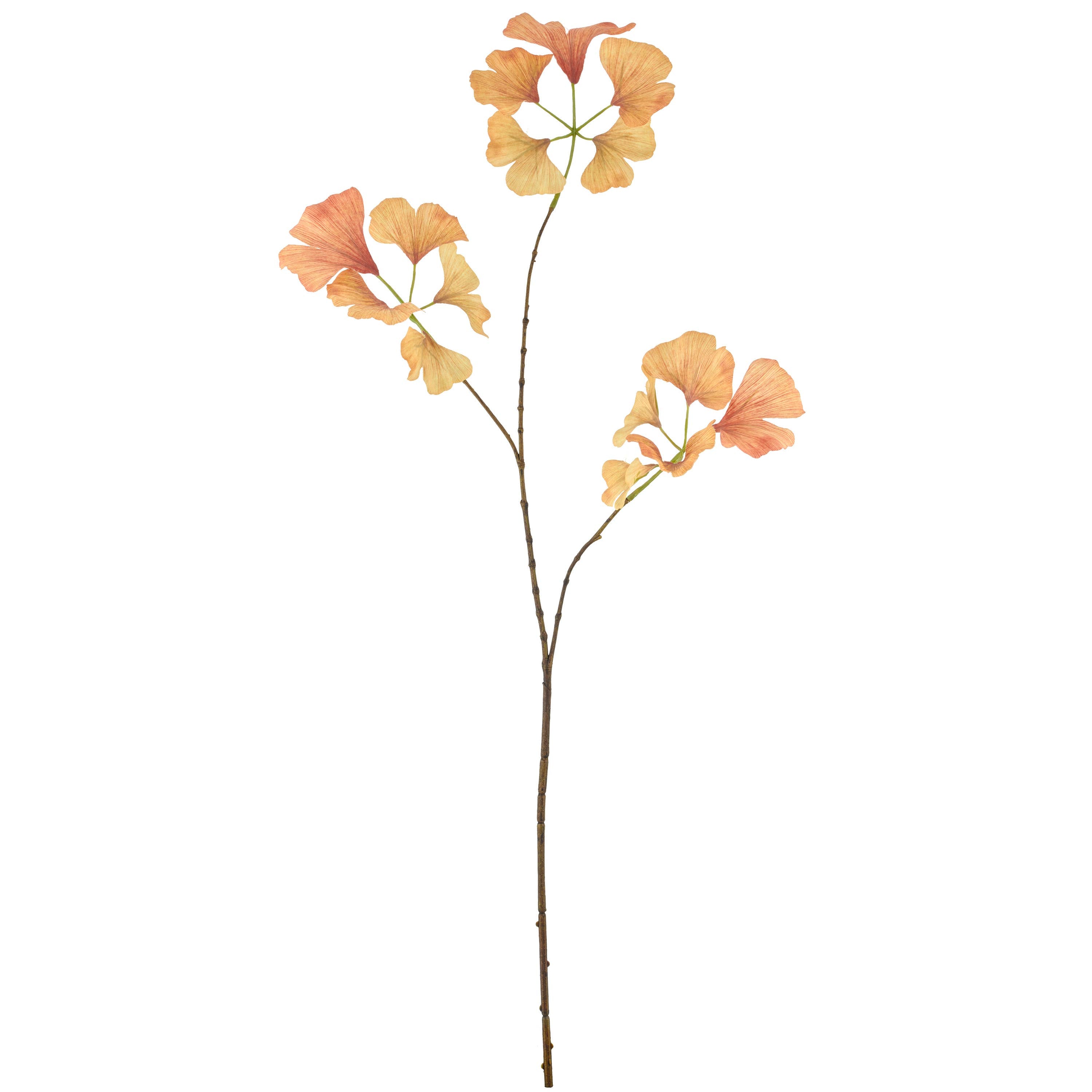Ginkgo Branch