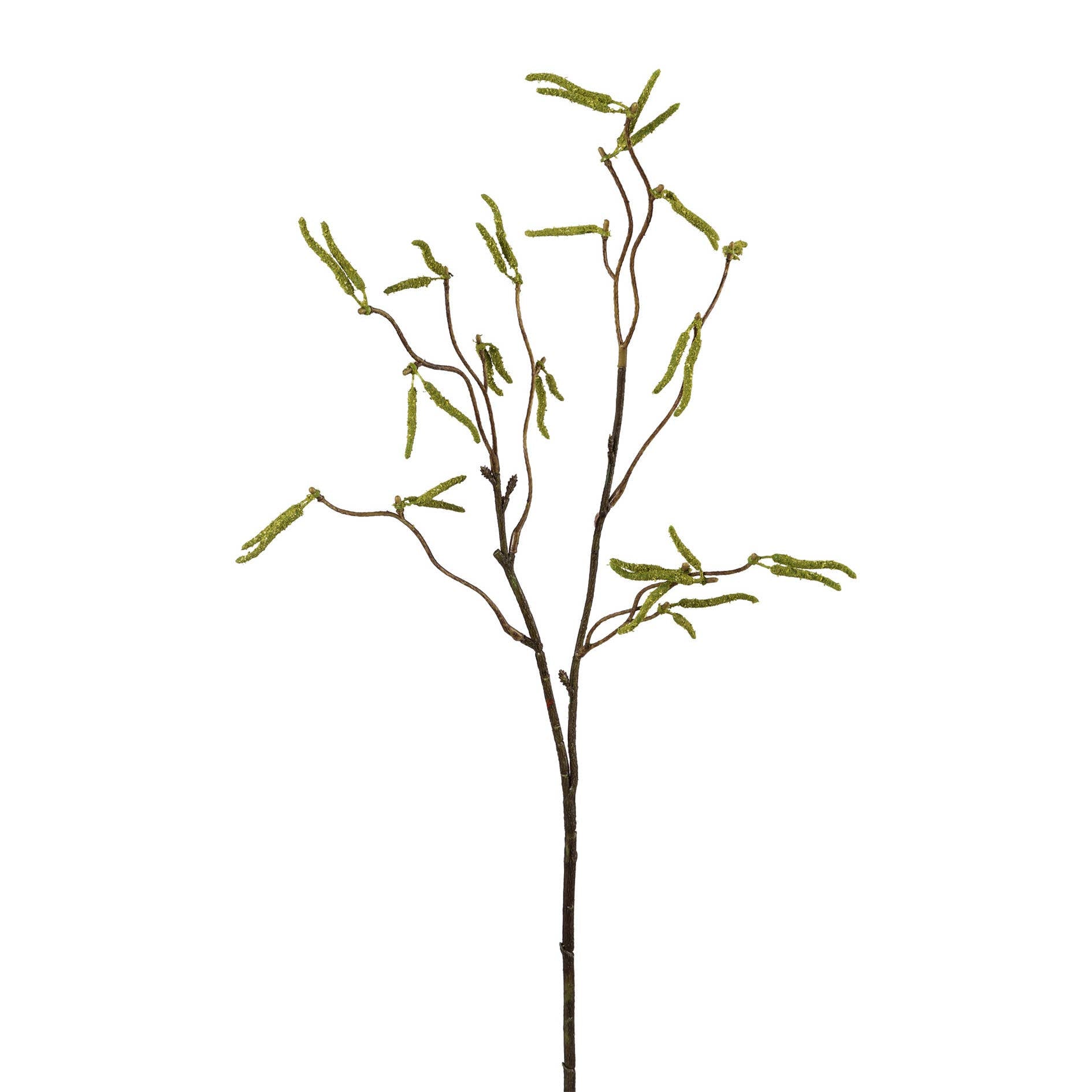 Green Birch Branch