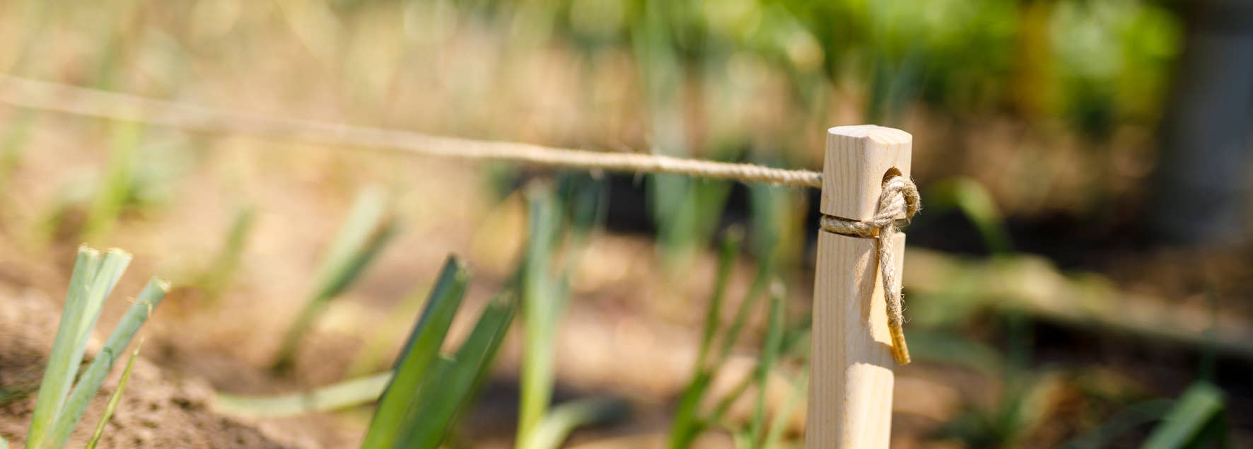 Gardener Beech Stakes + Hemp Rope