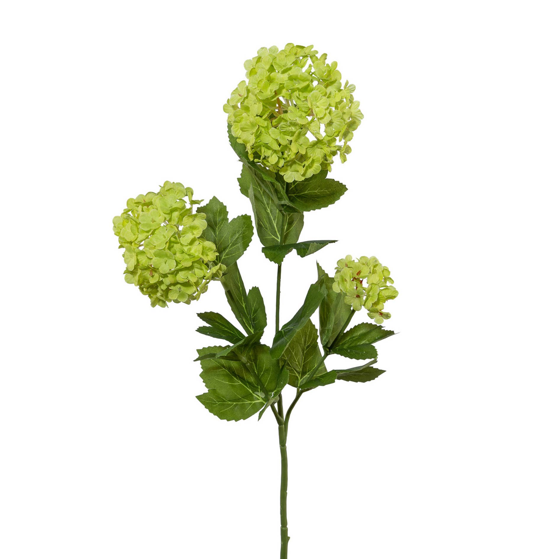 Green Snowball Viburnum Branch