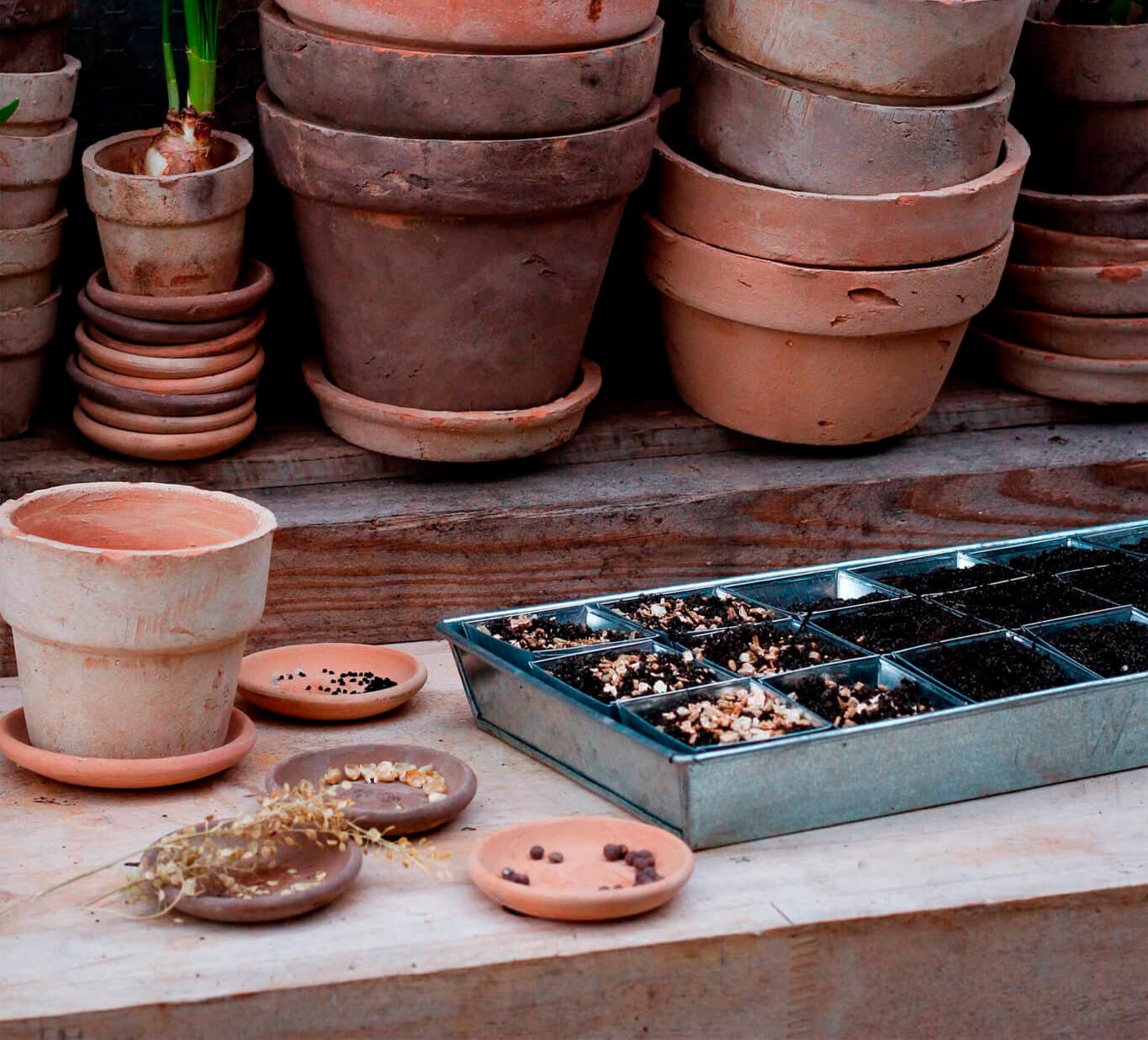 Terracotta pots and seedling trays on a wooden surface