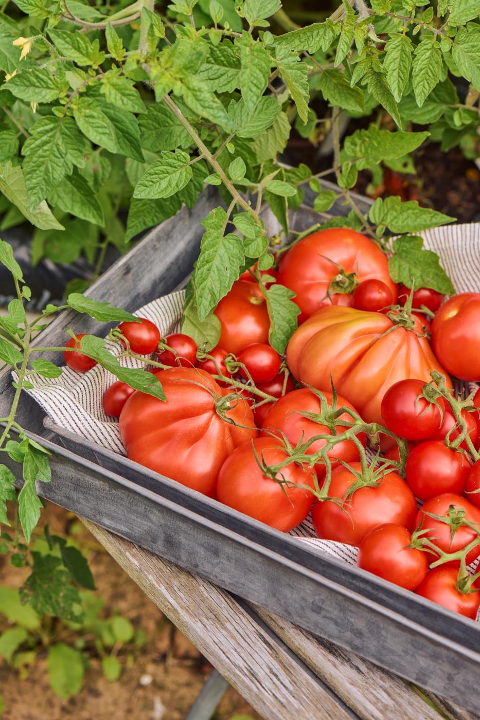 Rustic Metal Trays with tomatoes