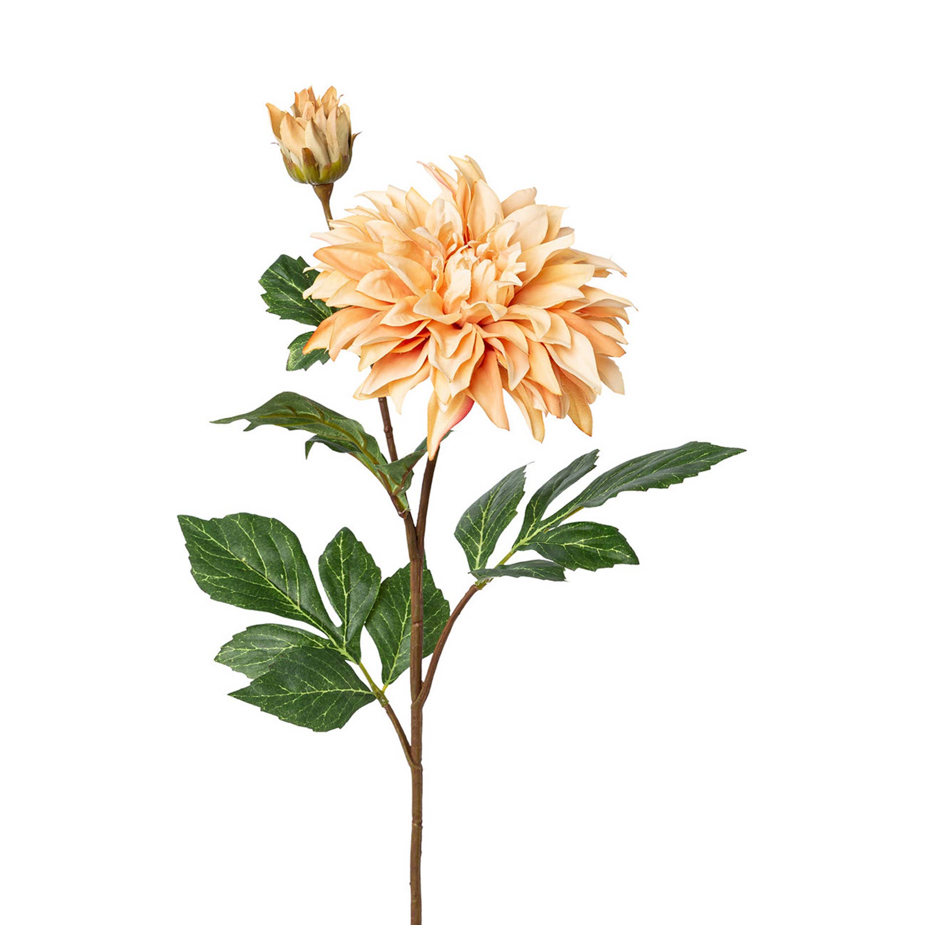 Salmon Dahlia Stem