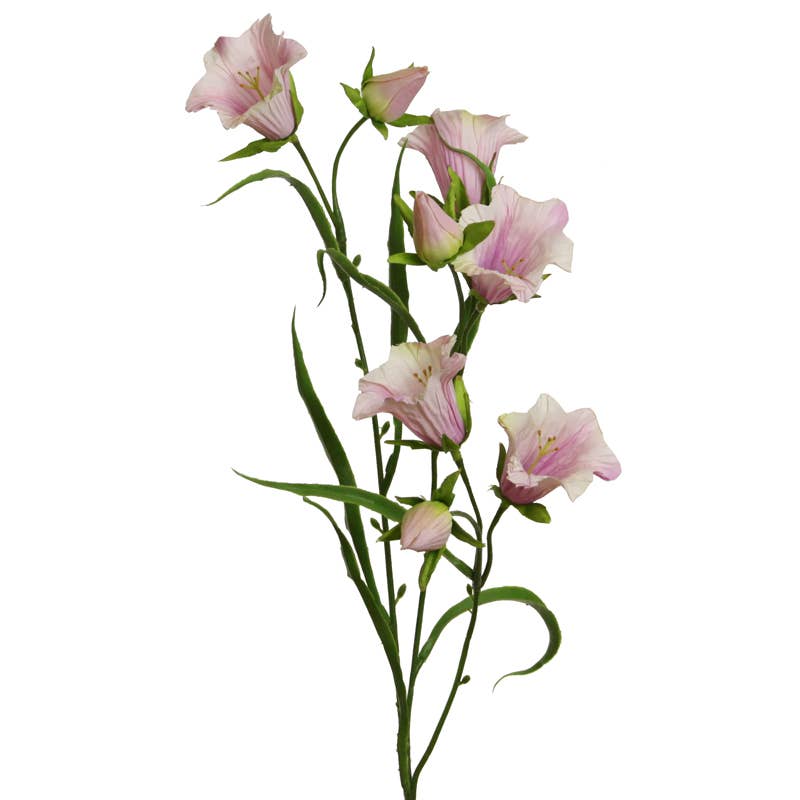 Pink Campanula Stem