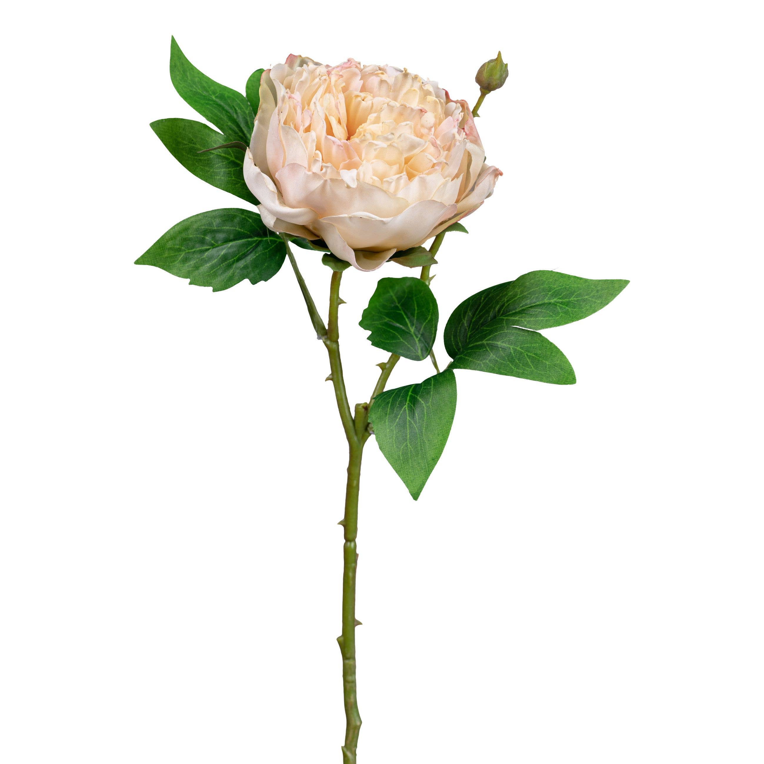 Champagne Peony Stem - Single Flower