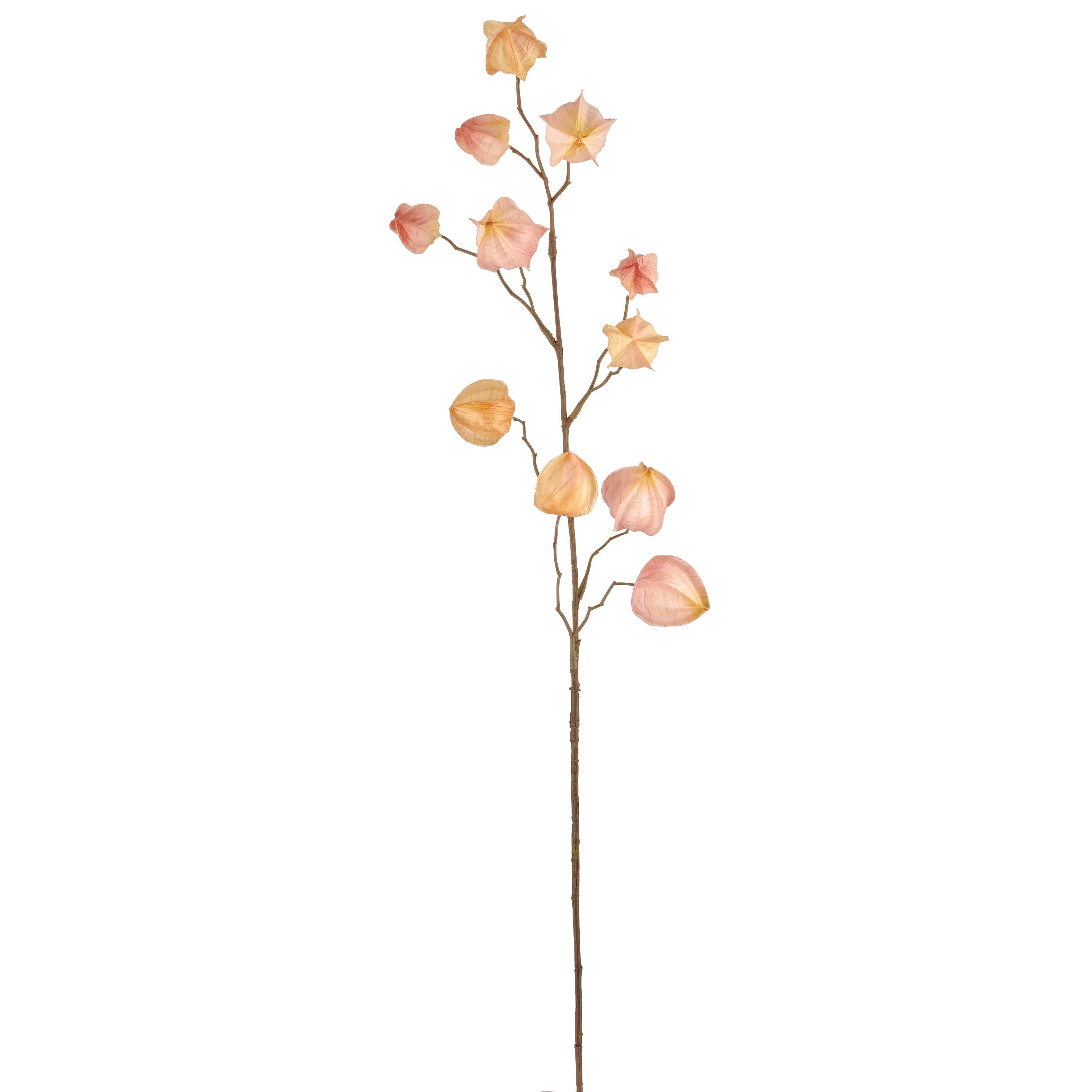Apricot Physalis Branch
