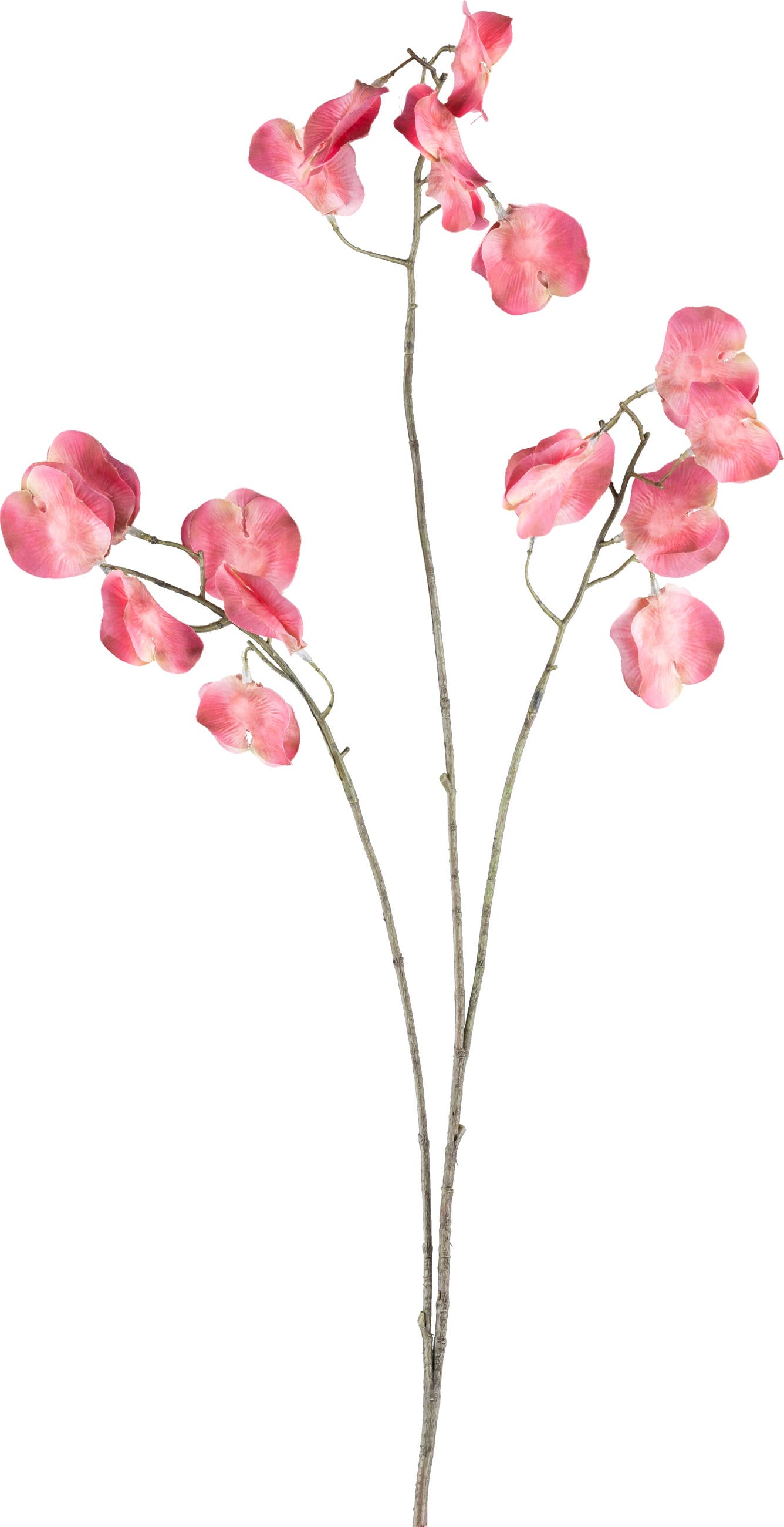 Sandstone Red Angelwing Branch