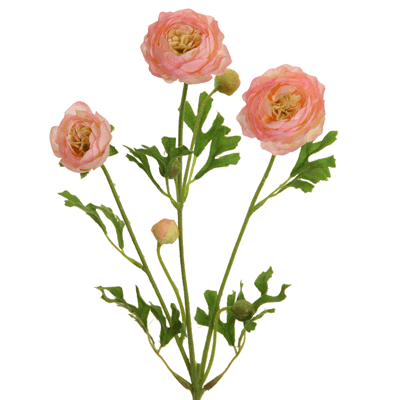 Pink Ranunculus Stem