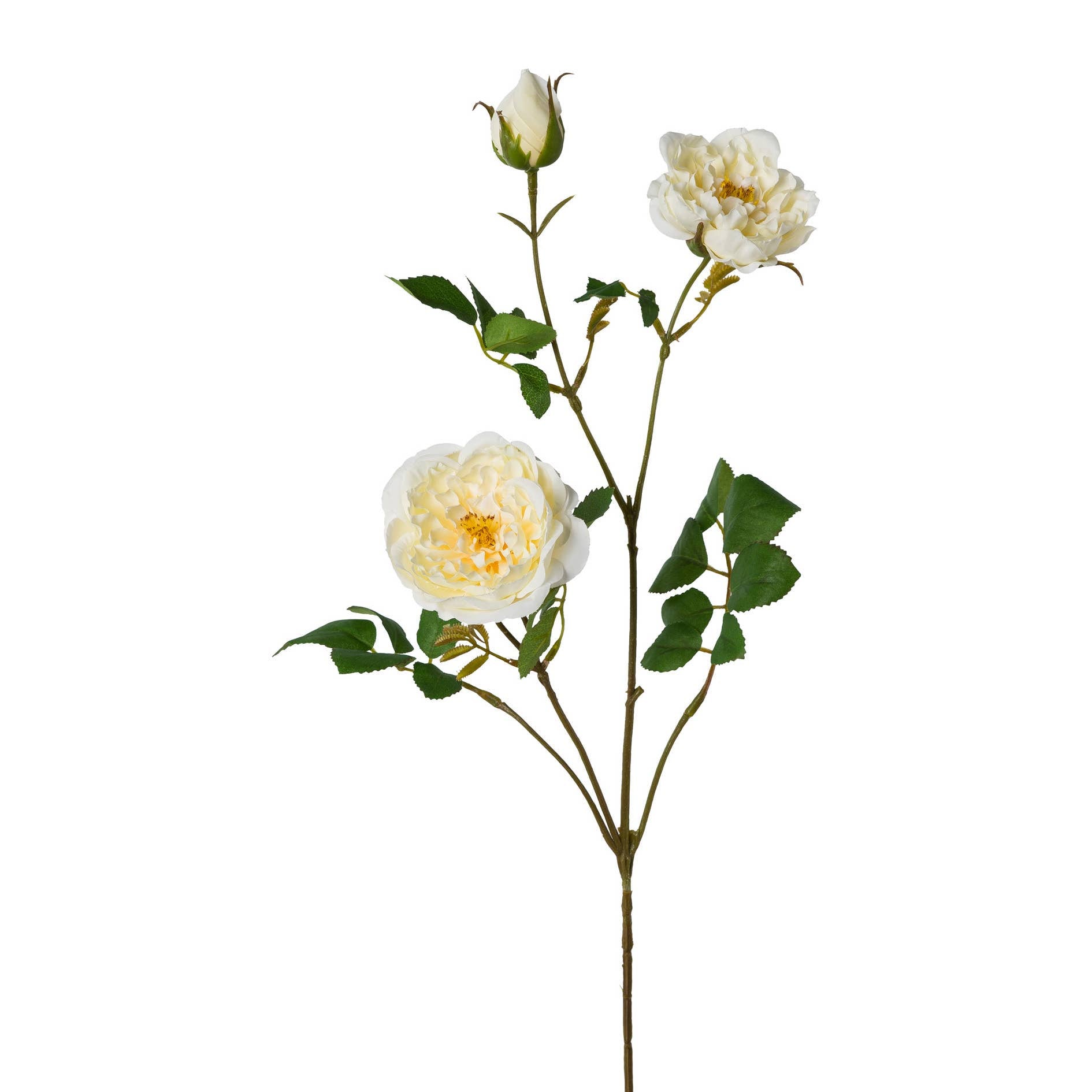 Champagne Rose branch