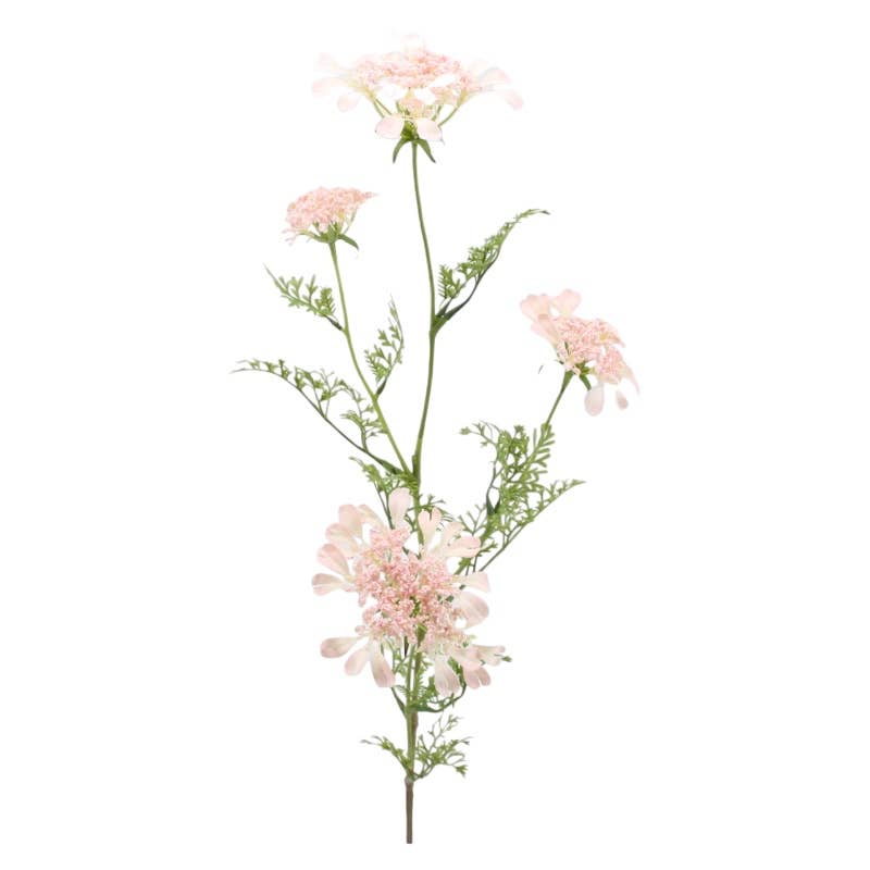 Light Pink Orlaya Stem