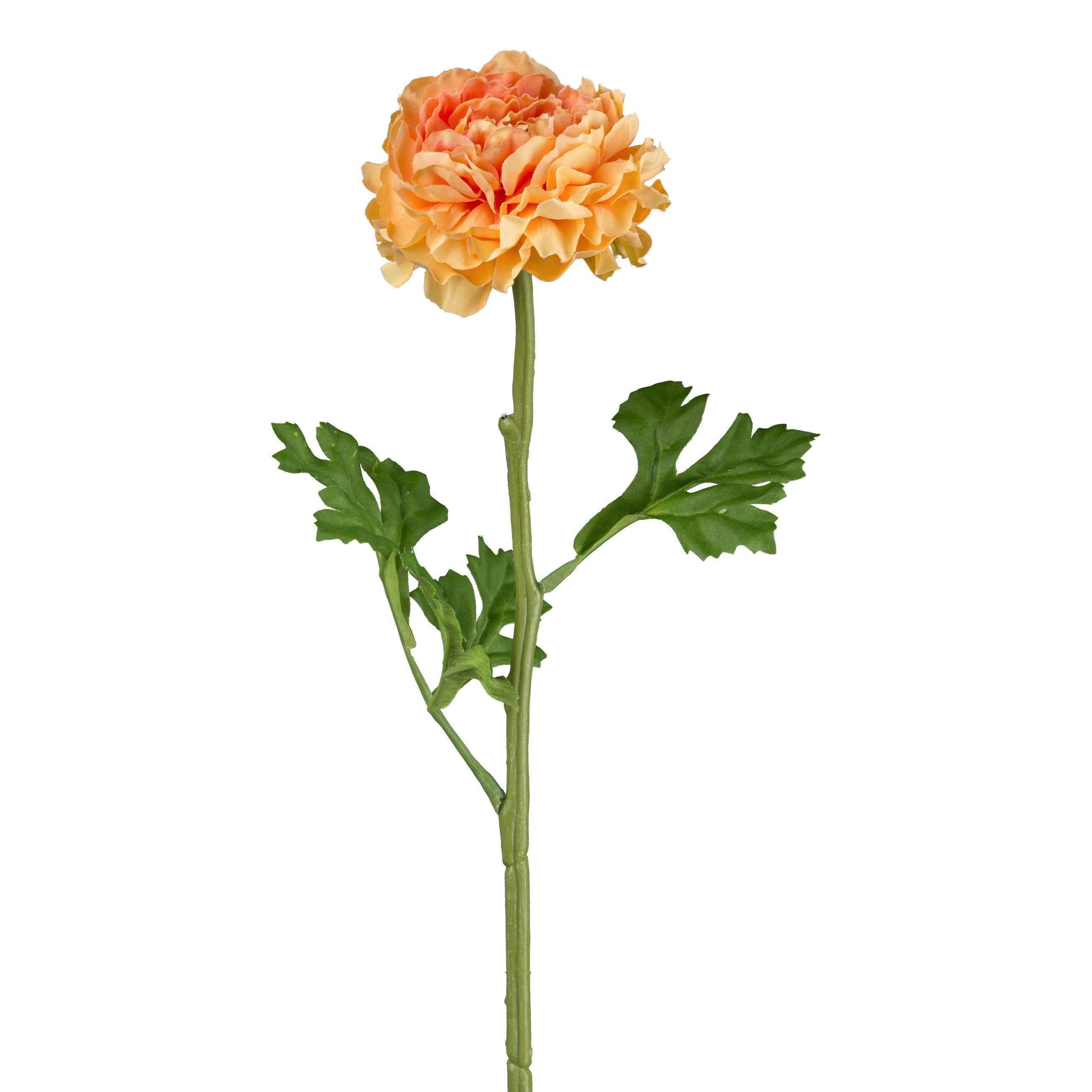 Apricot Ranunculus Stem
