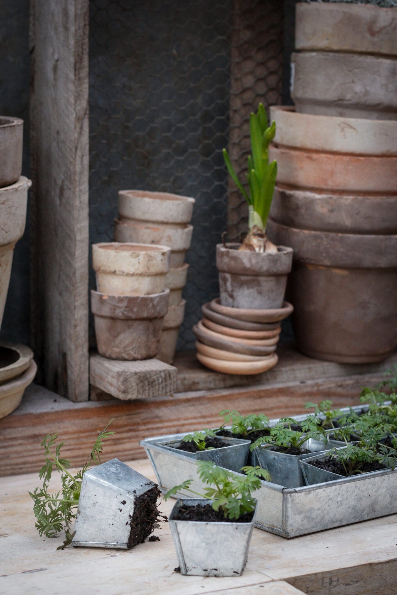 Collection of terracotta pots and small plants on a wooden surface.
